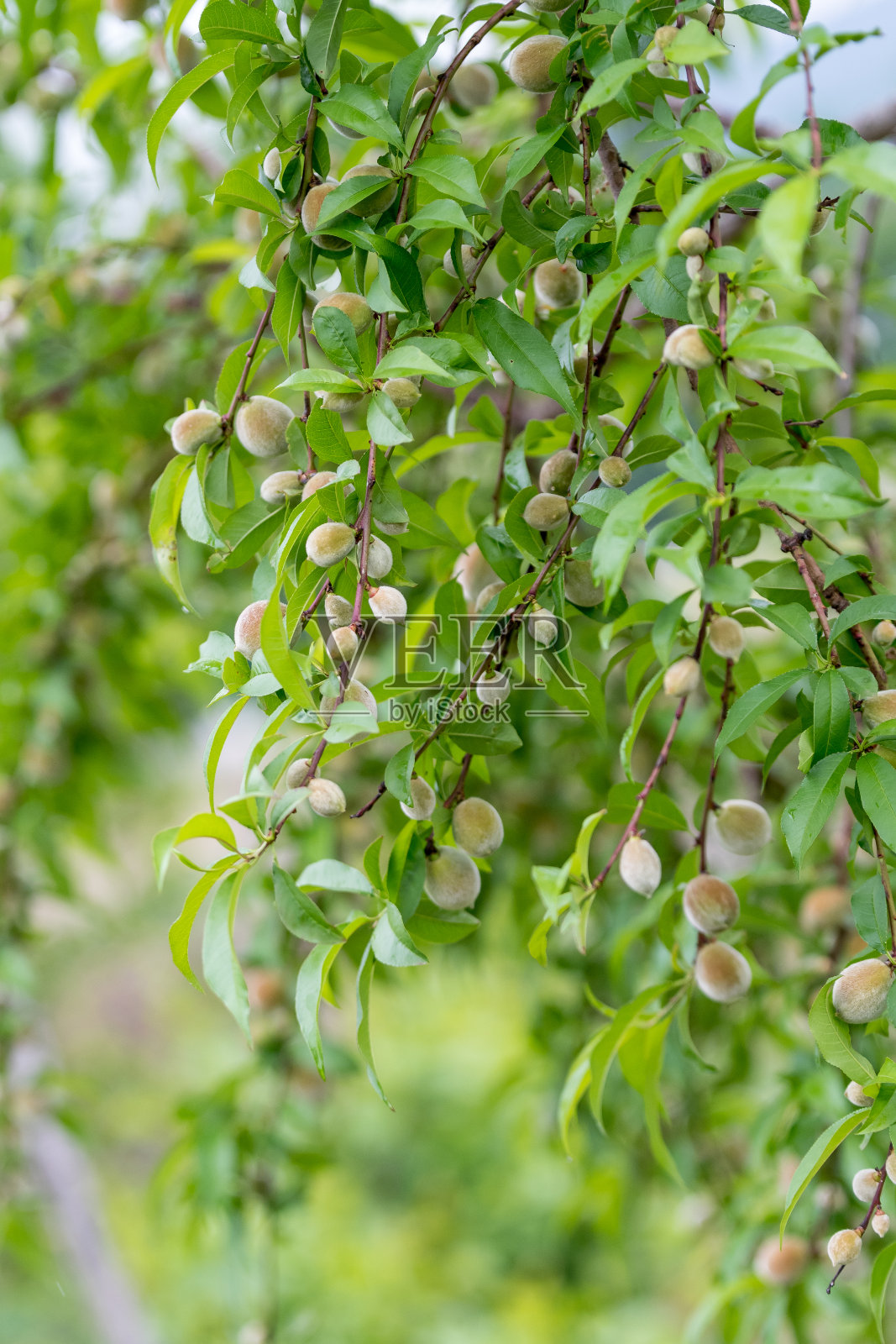 在一个夏日的果园里，树枝上有年轻的果实和绿叶的桃树，用柔和的焦点拍摄室外美丽的绿色背景照片摄影图片