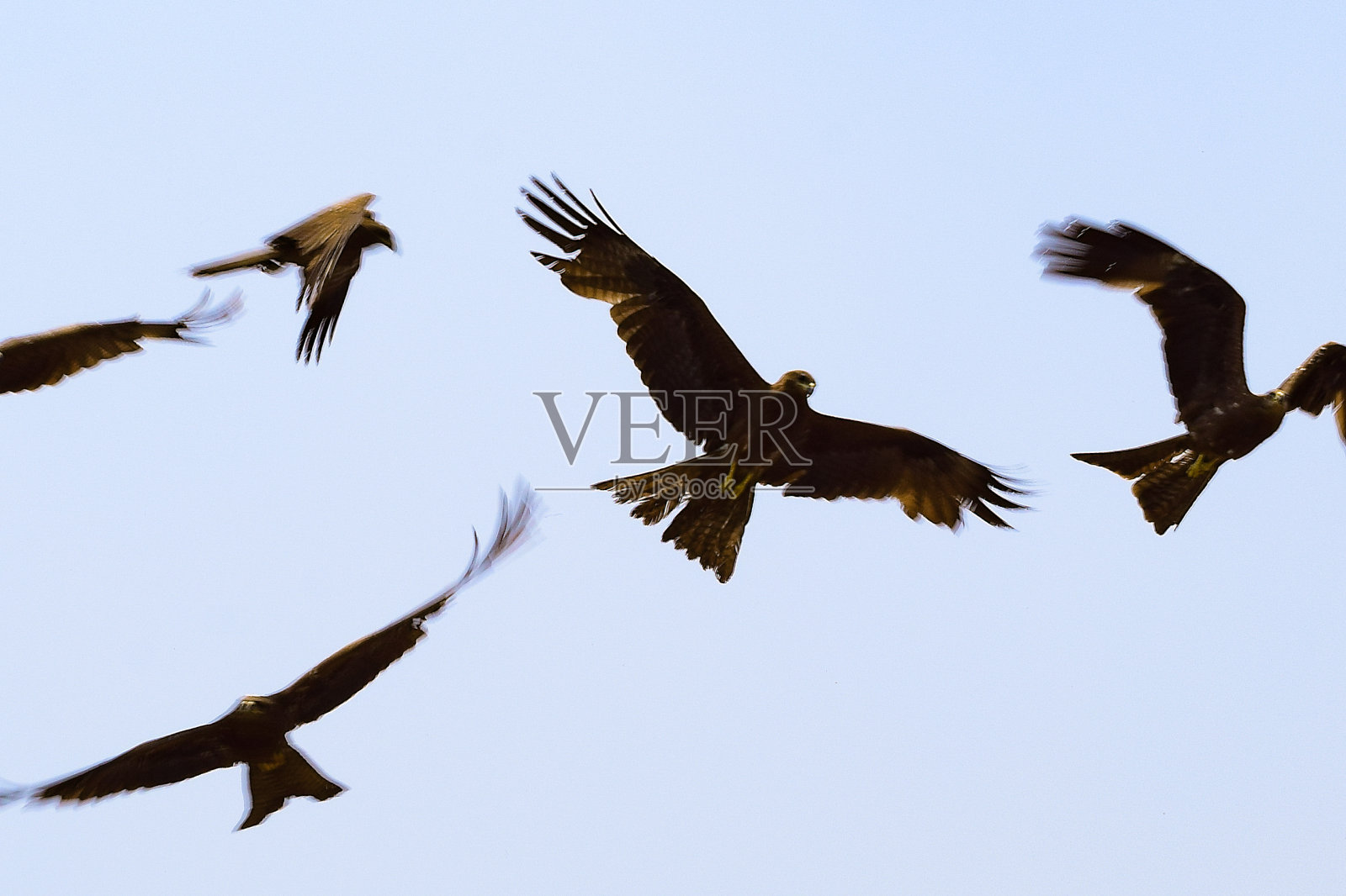 清晨，印度德里亚穆纳河岸附近，鸟儿在天空中飞翔，蓝色的天空中，鸟儿在一起飞翔照片摄影图片