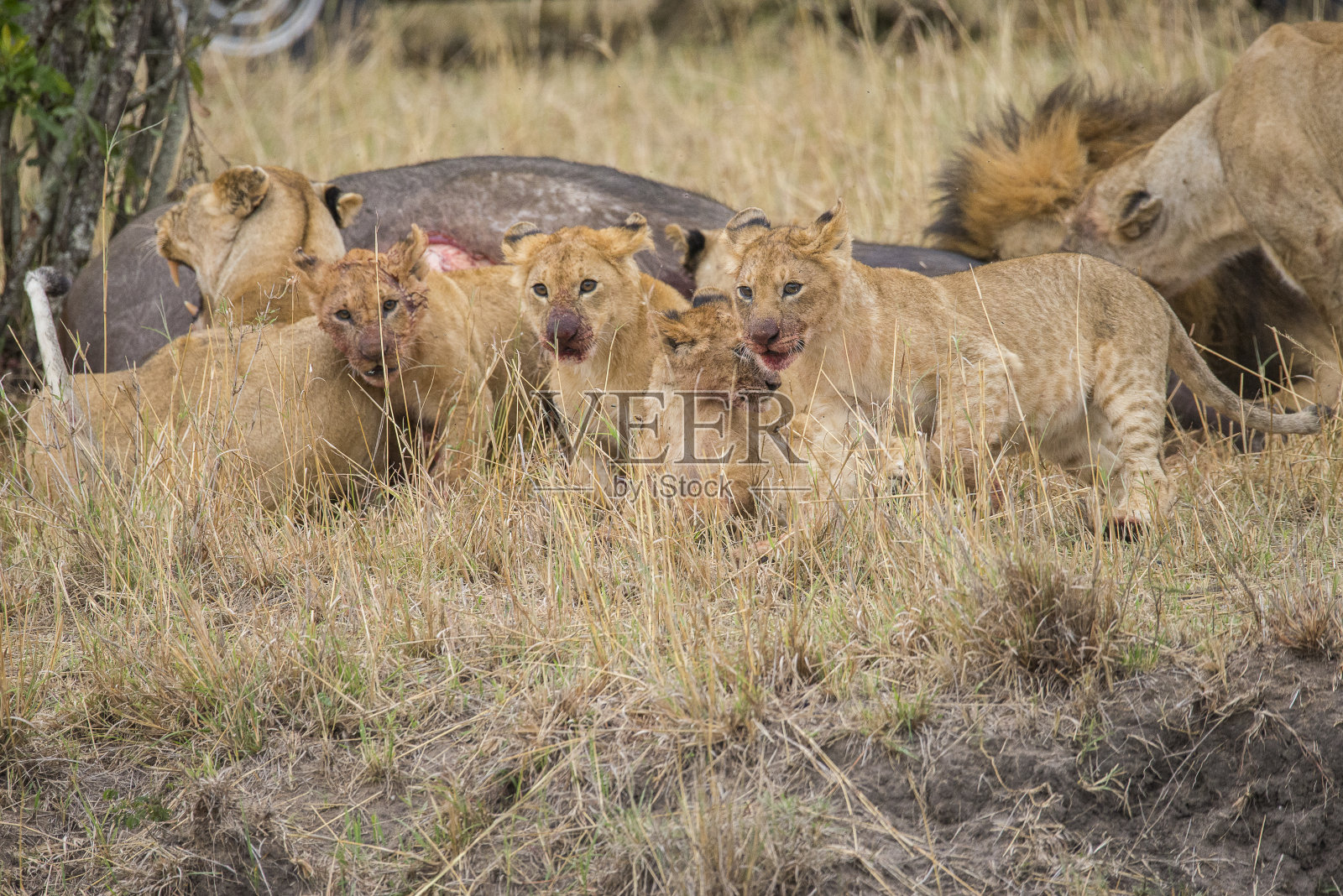 马赛马拉的一个狮子家族正在吃他们最后的猎物照片摄影图片