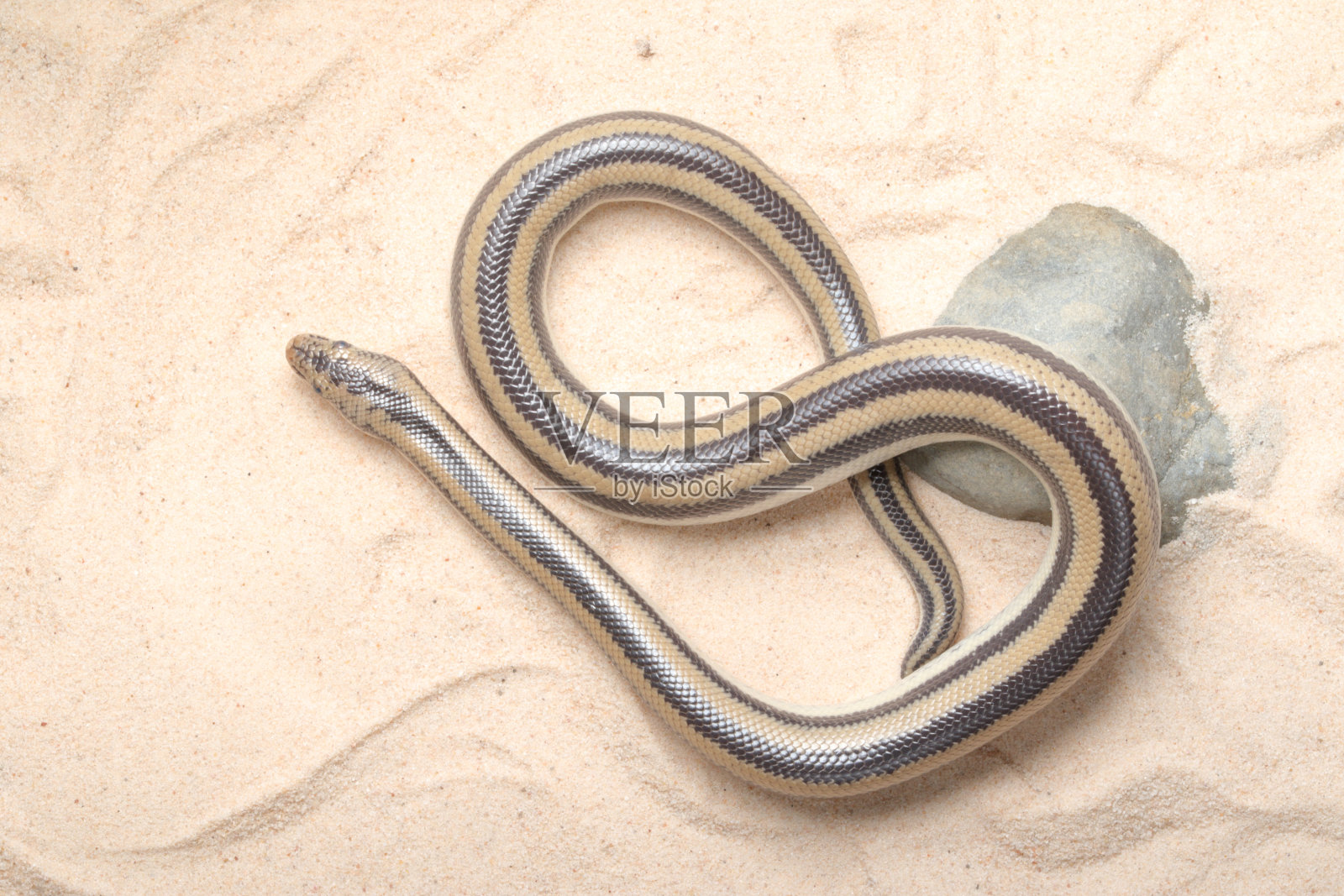 沙中的玫瑰蟒蛇照片摄影图片