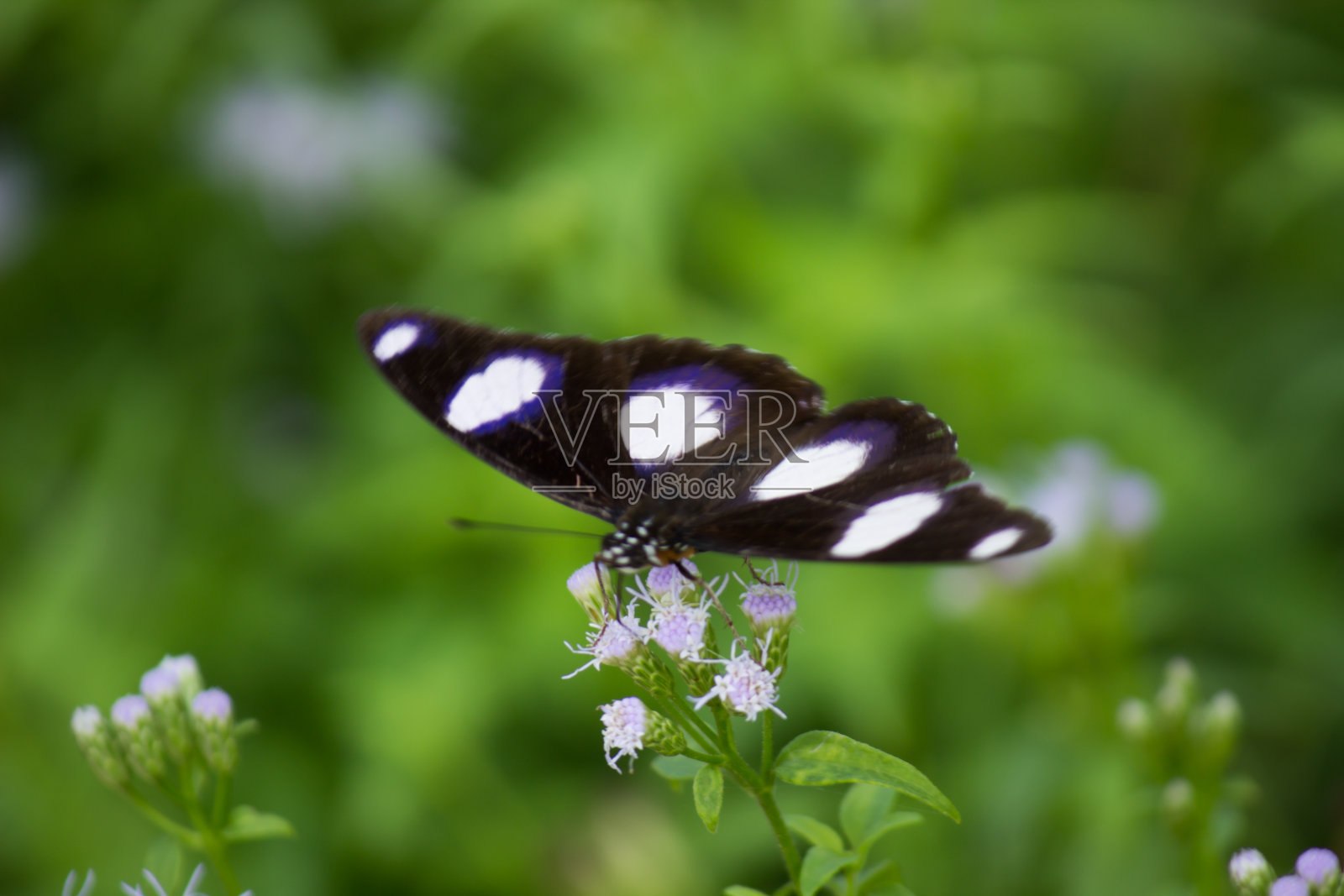 Eggfly蝴蝶照片摄影图片