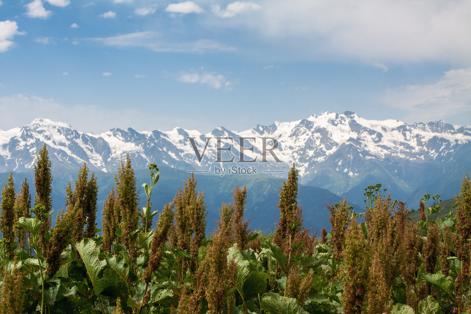 开花的植物映衬着壮丽的群山，白雪覆盖。照片摄影图片