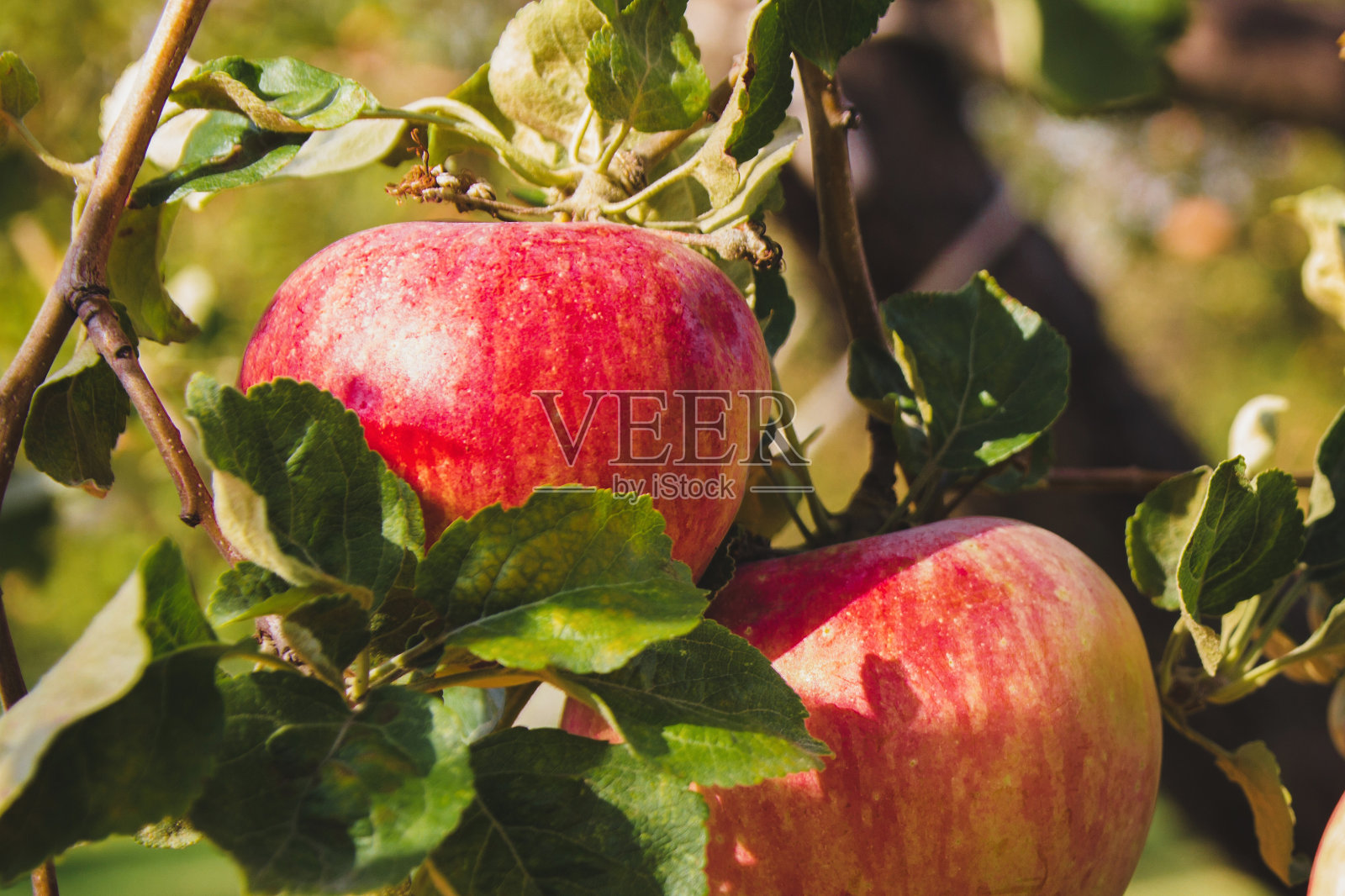 大红苹果在树枝上的特写。成熟的水果。照片摄影图片