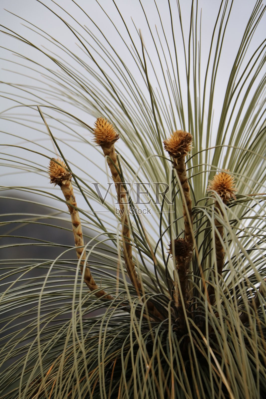 澳大利亚西部的一种黄舌草的花照片摄影图片
