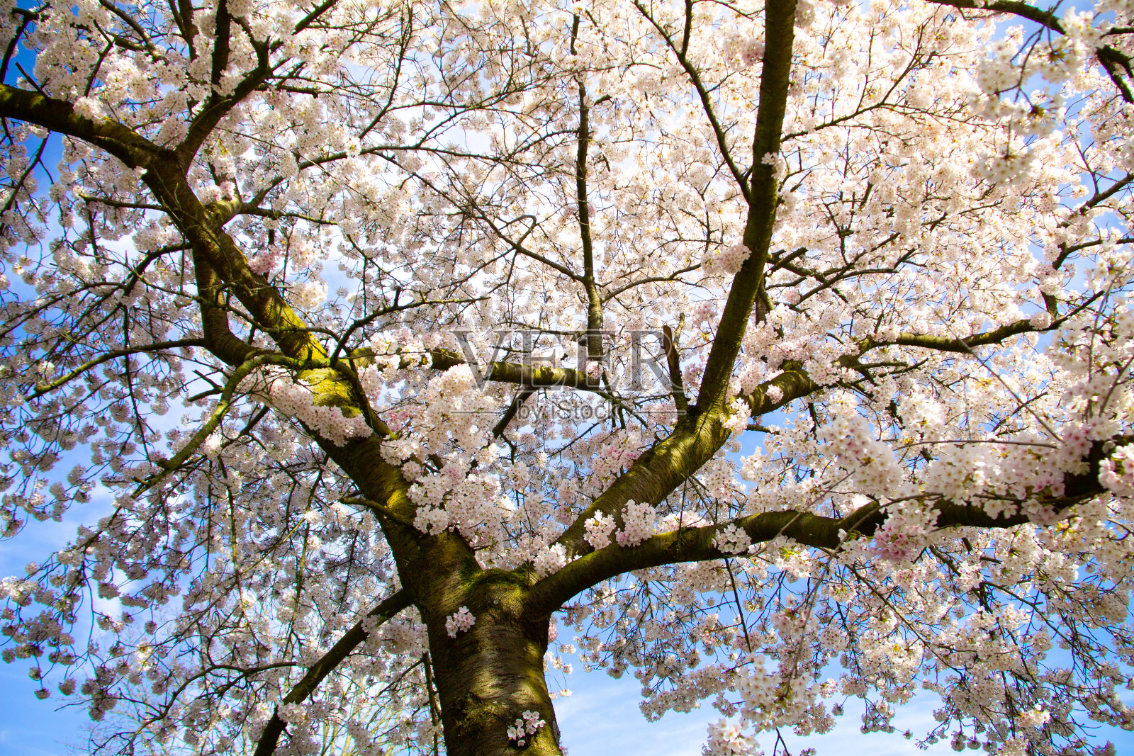 春天，白花树在前枝上开着白花照片摄影图片