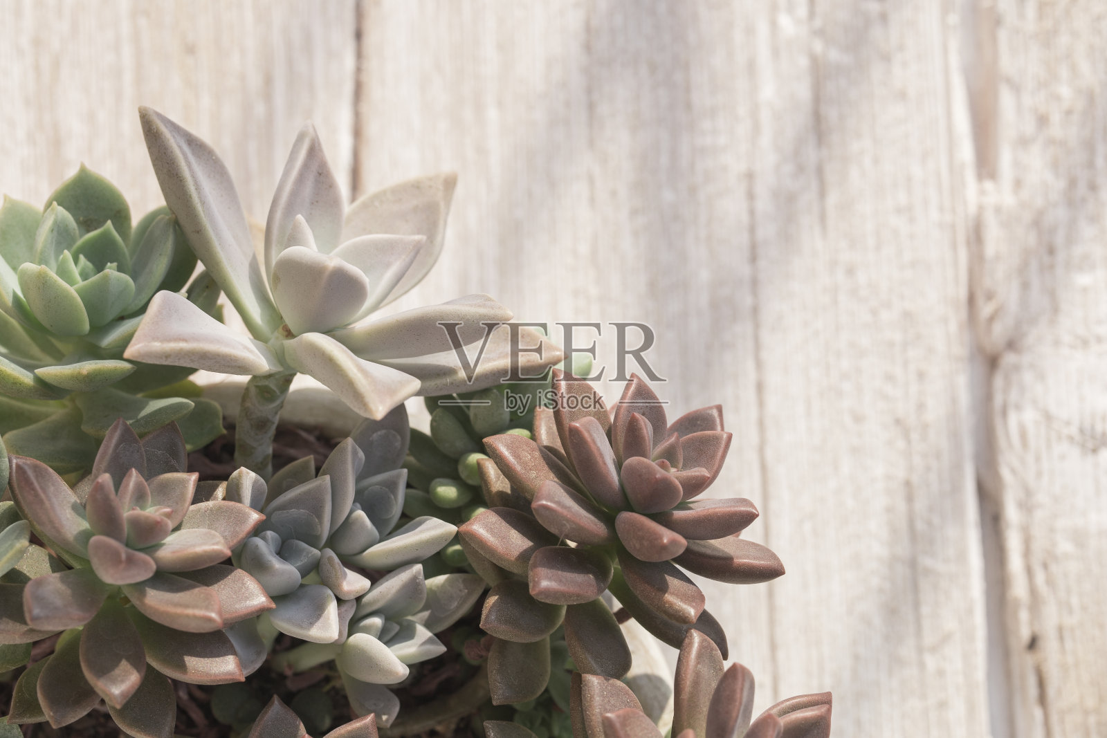 收集仙人掌和多肉植物照片摄影图片