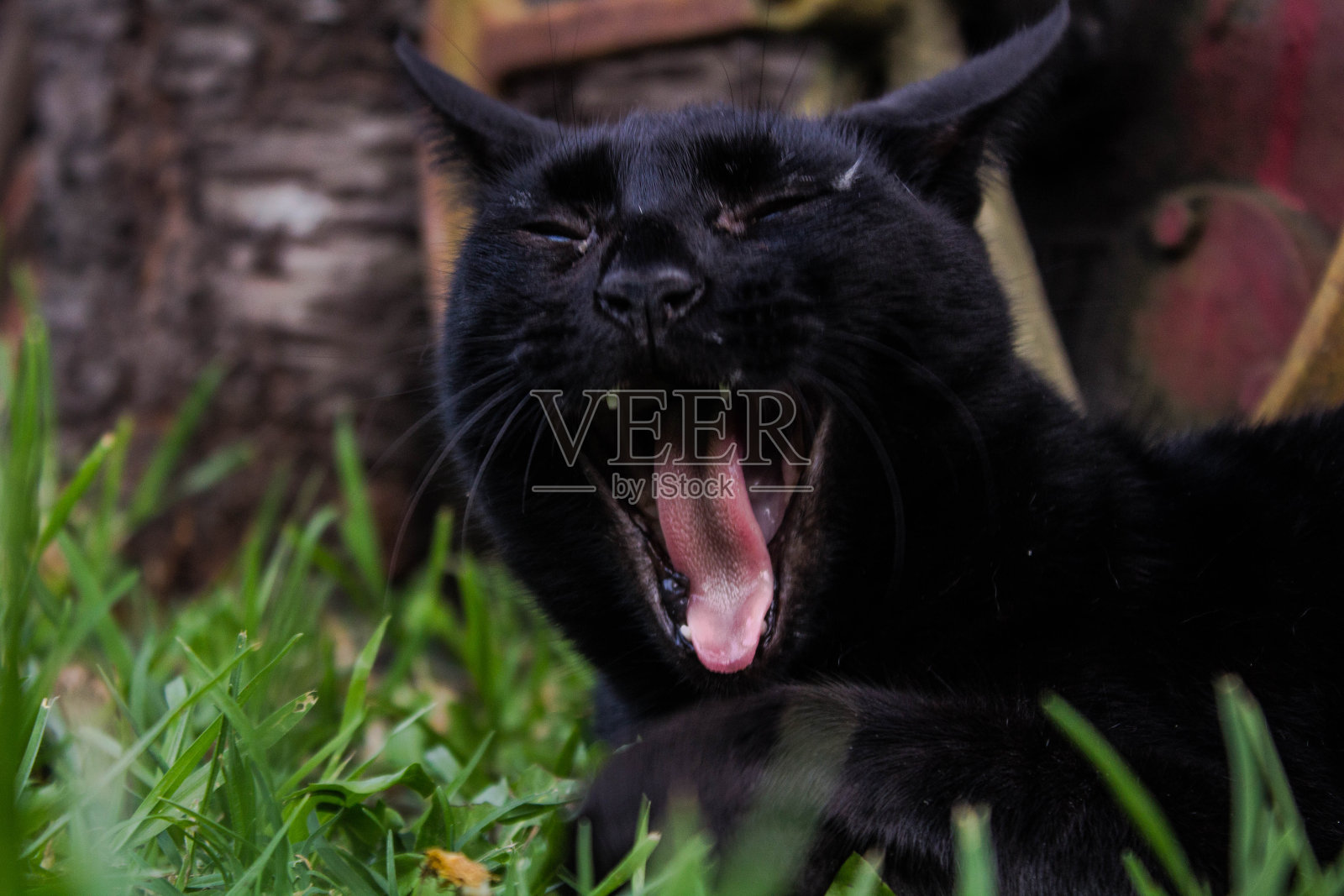 黑猫在草地上打哈欠照片摄影图片