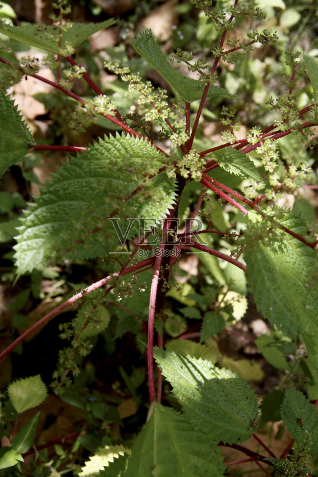 疲劳植物会在人体皮肤上产生荨麻疹照片摄影图片