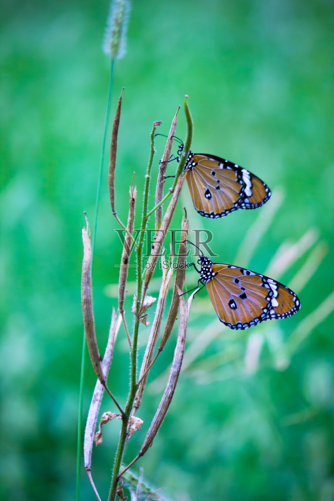 虎斑蝶照片摄影图片