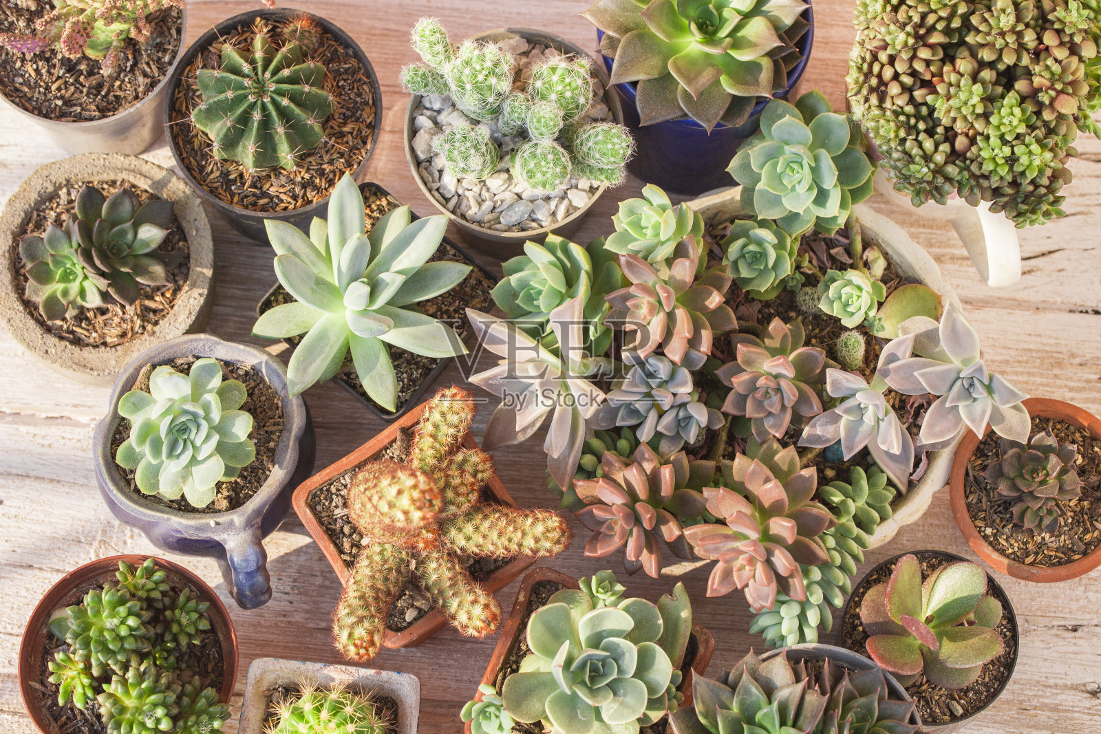 收集仙人掌和多肉植物照片摄影图片