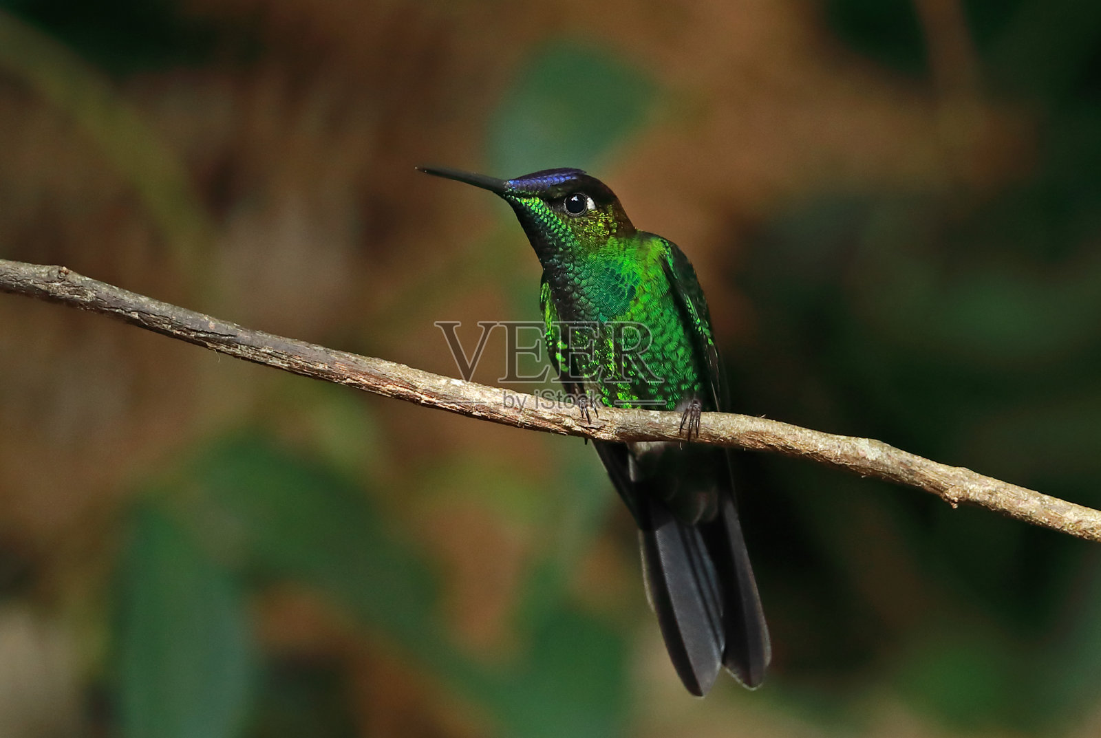 Violet-fronted辉煌照片摄影图片