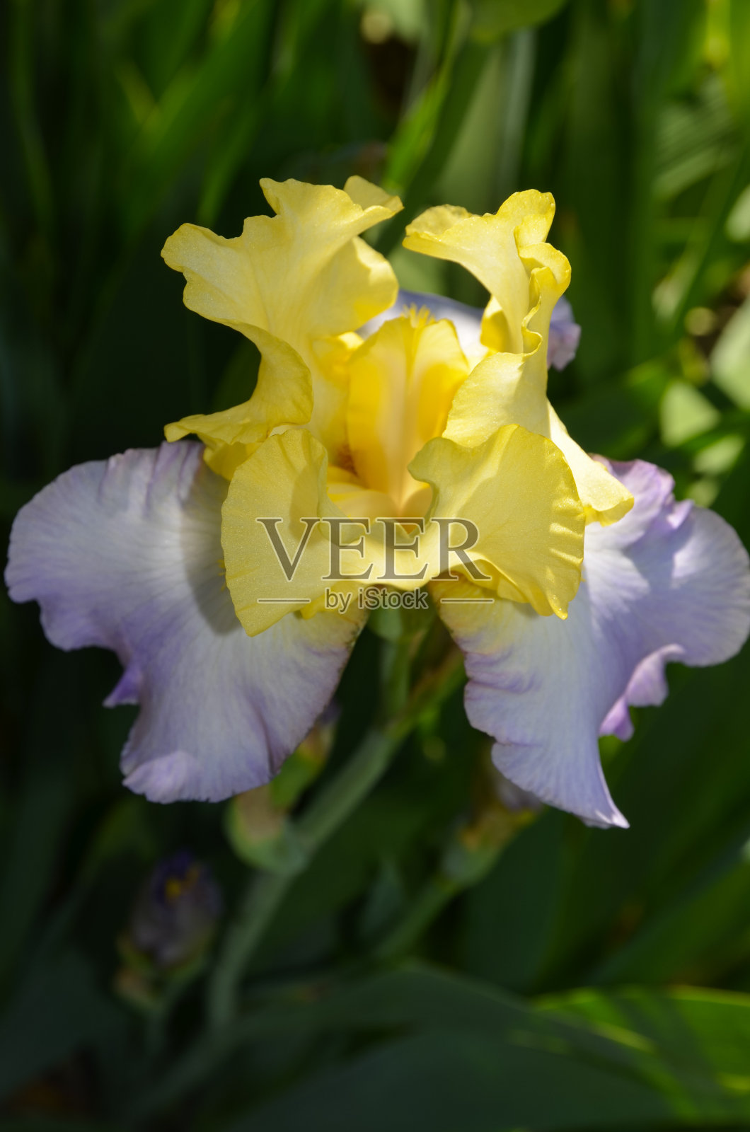 虹膜黄色照片摄影图片