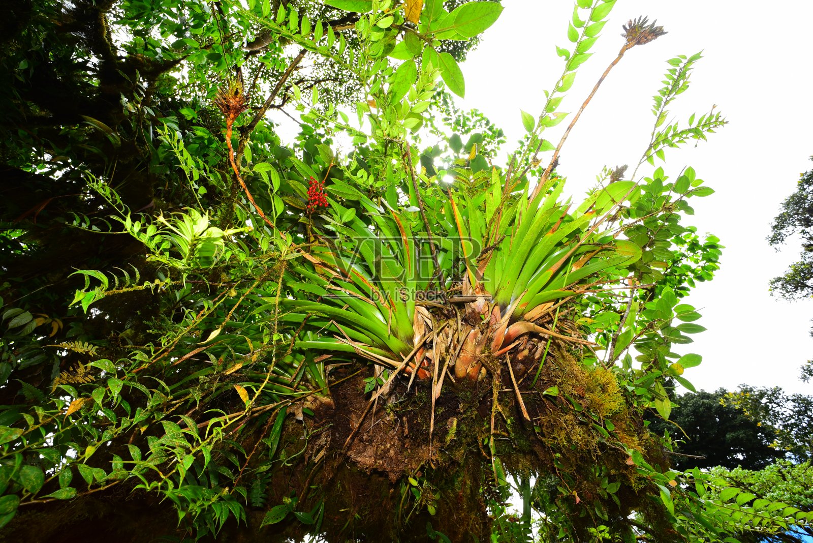 近广角拍摄凤梨和其他飞机植物在森林冠层照片摄影图片