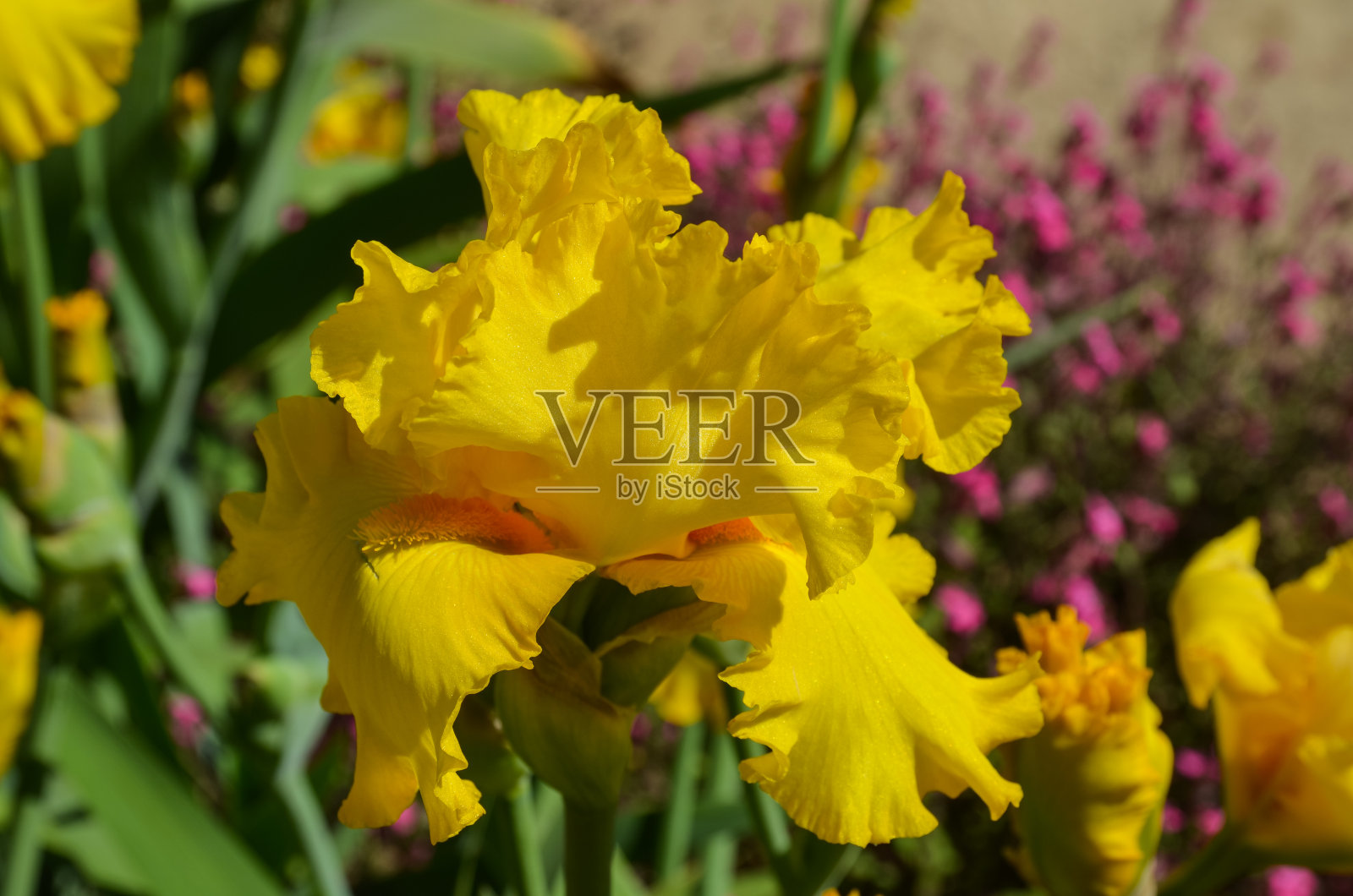 虹膜黄色照片摄影图片