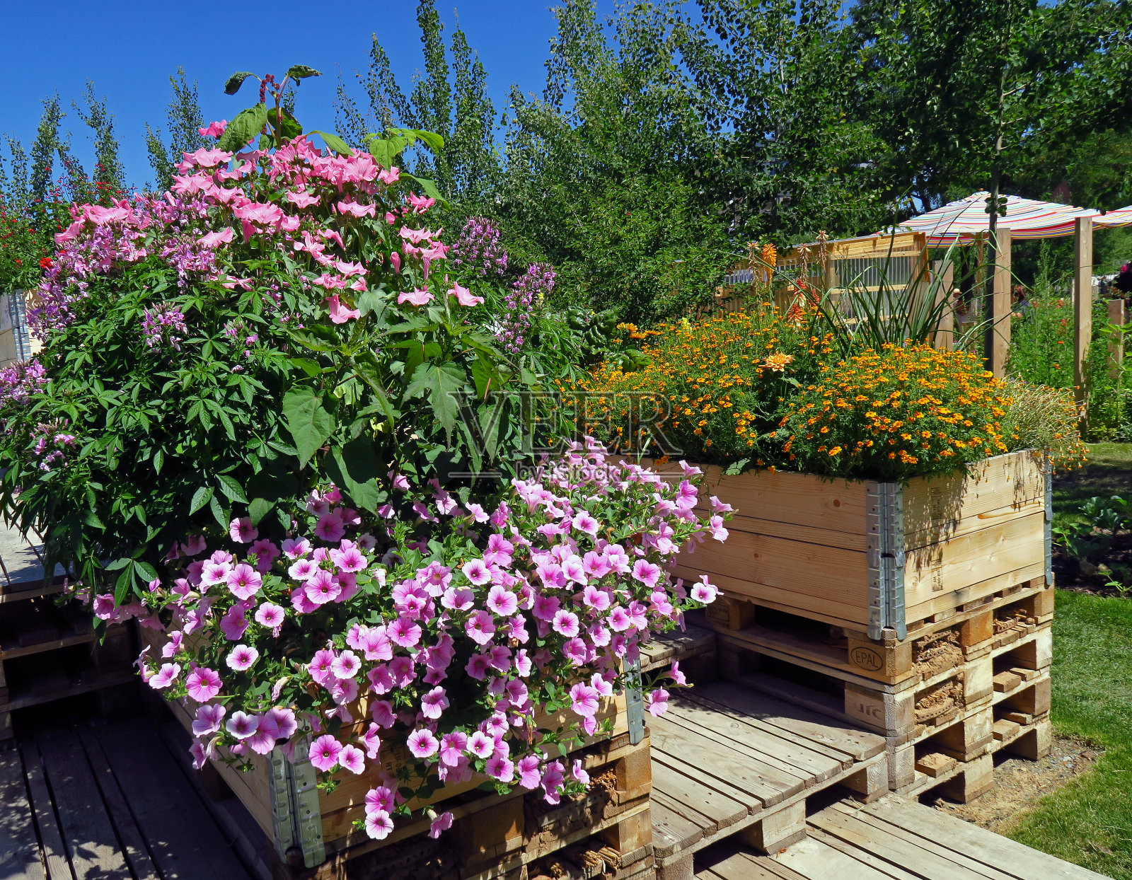草药，蔬菜和花园照片摄影图片