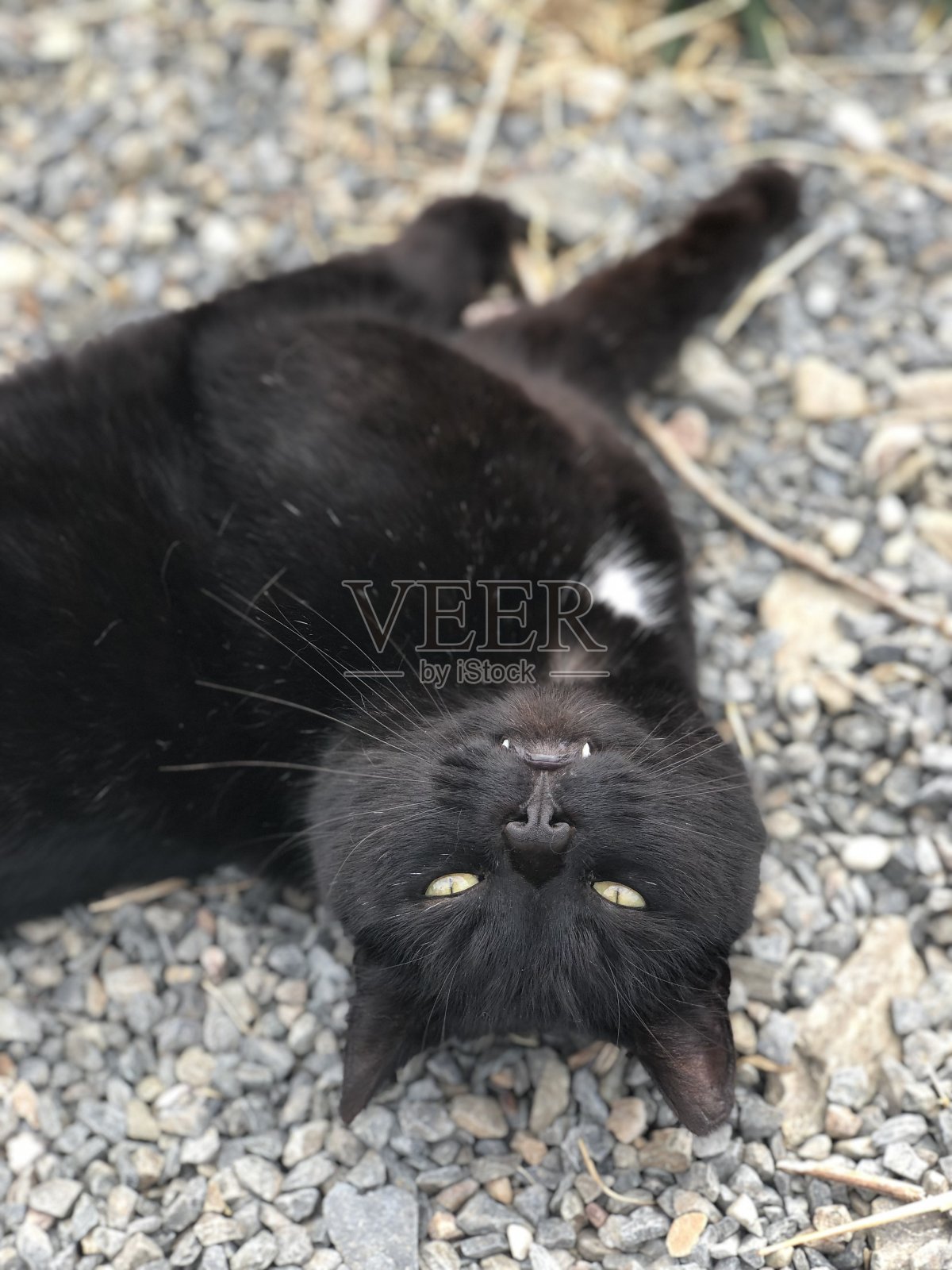 懒惰的猫照片摄影图片