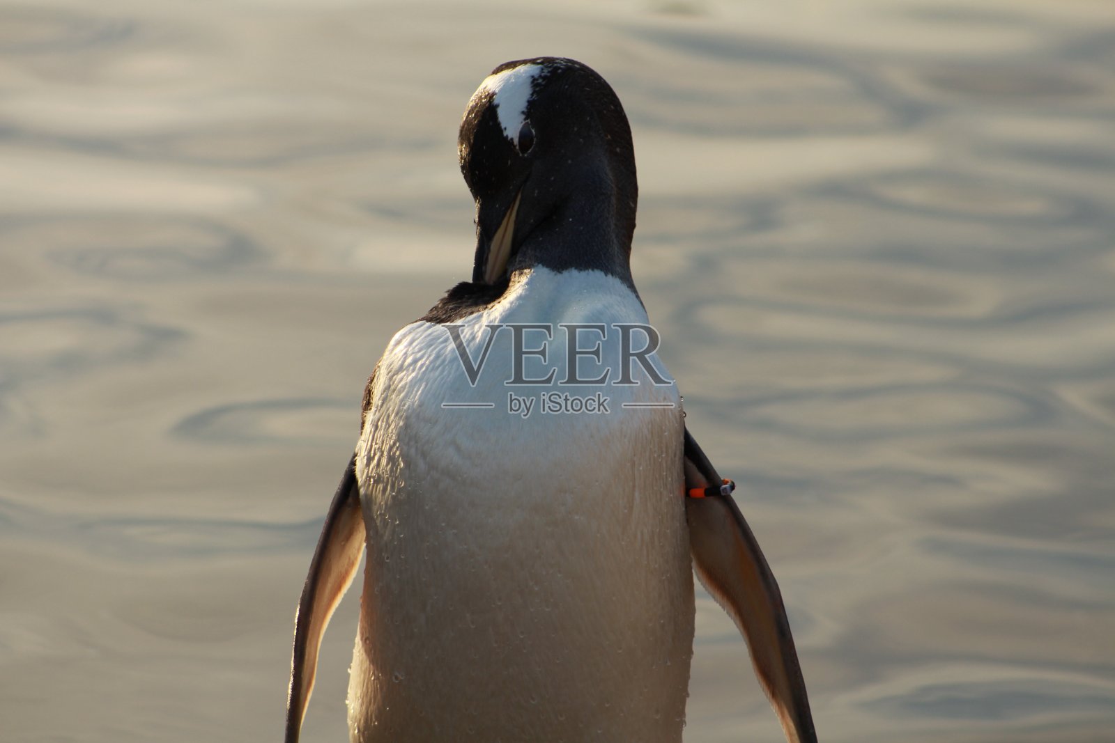平静的企鹅照片摄影图片