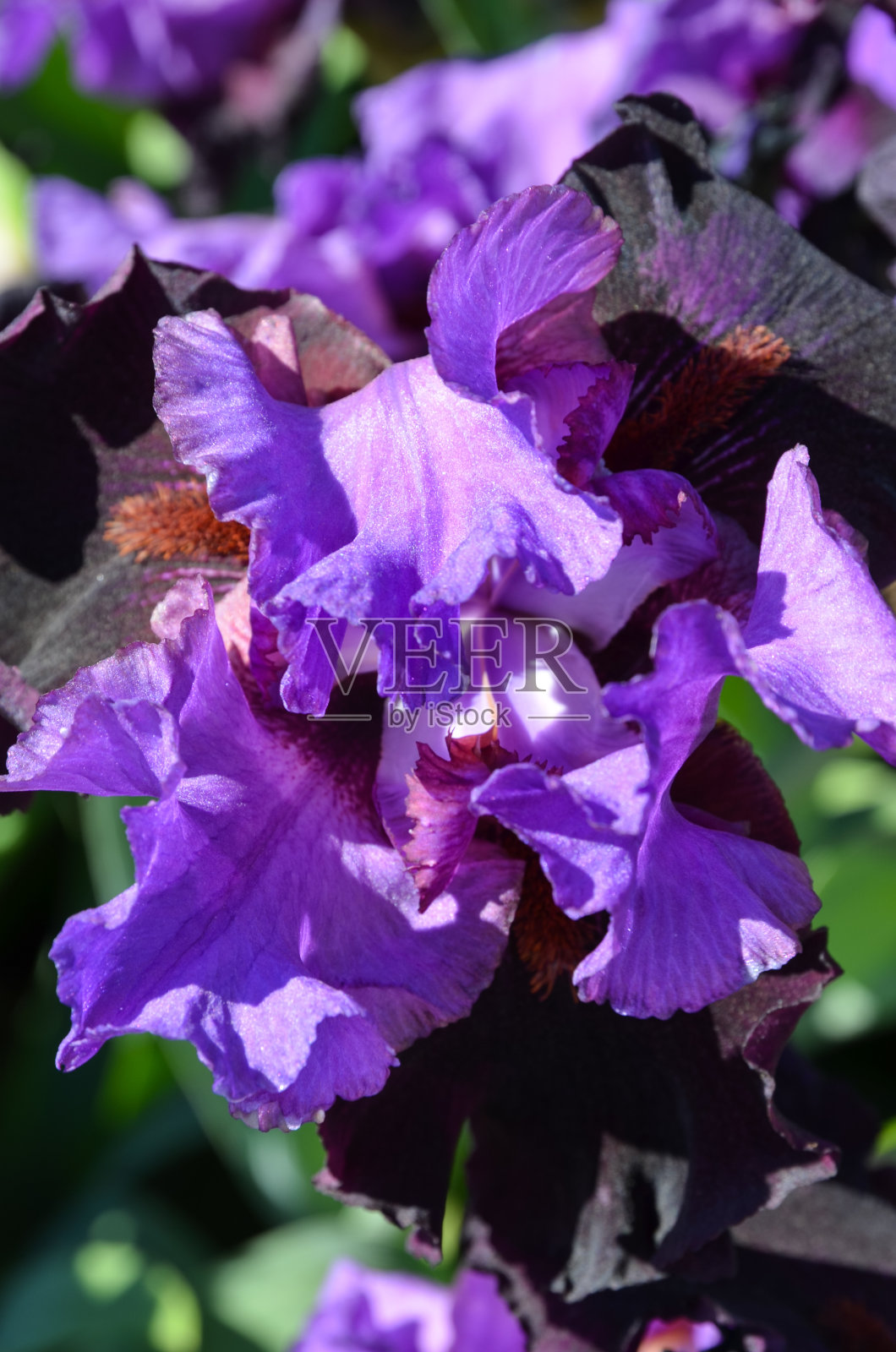 原始虹膜照片摄影图片