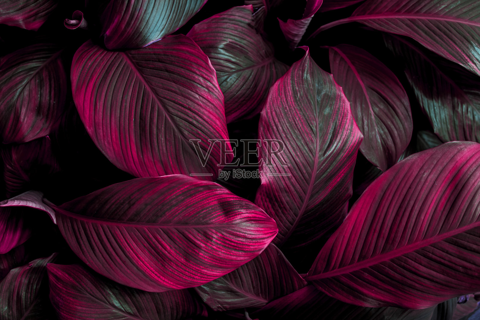 绿叶做背景和墙纸照片摄影图片