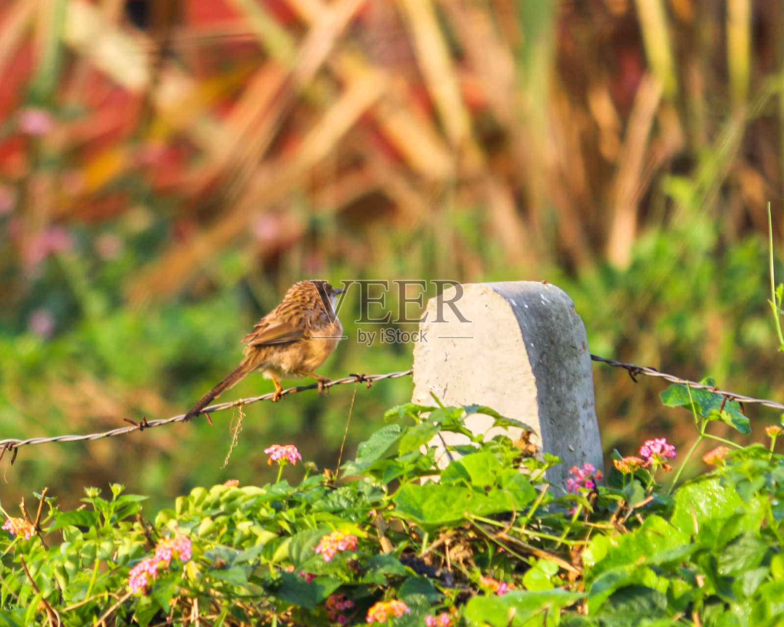 栖息在电线上的普通鸟照片摄影图片