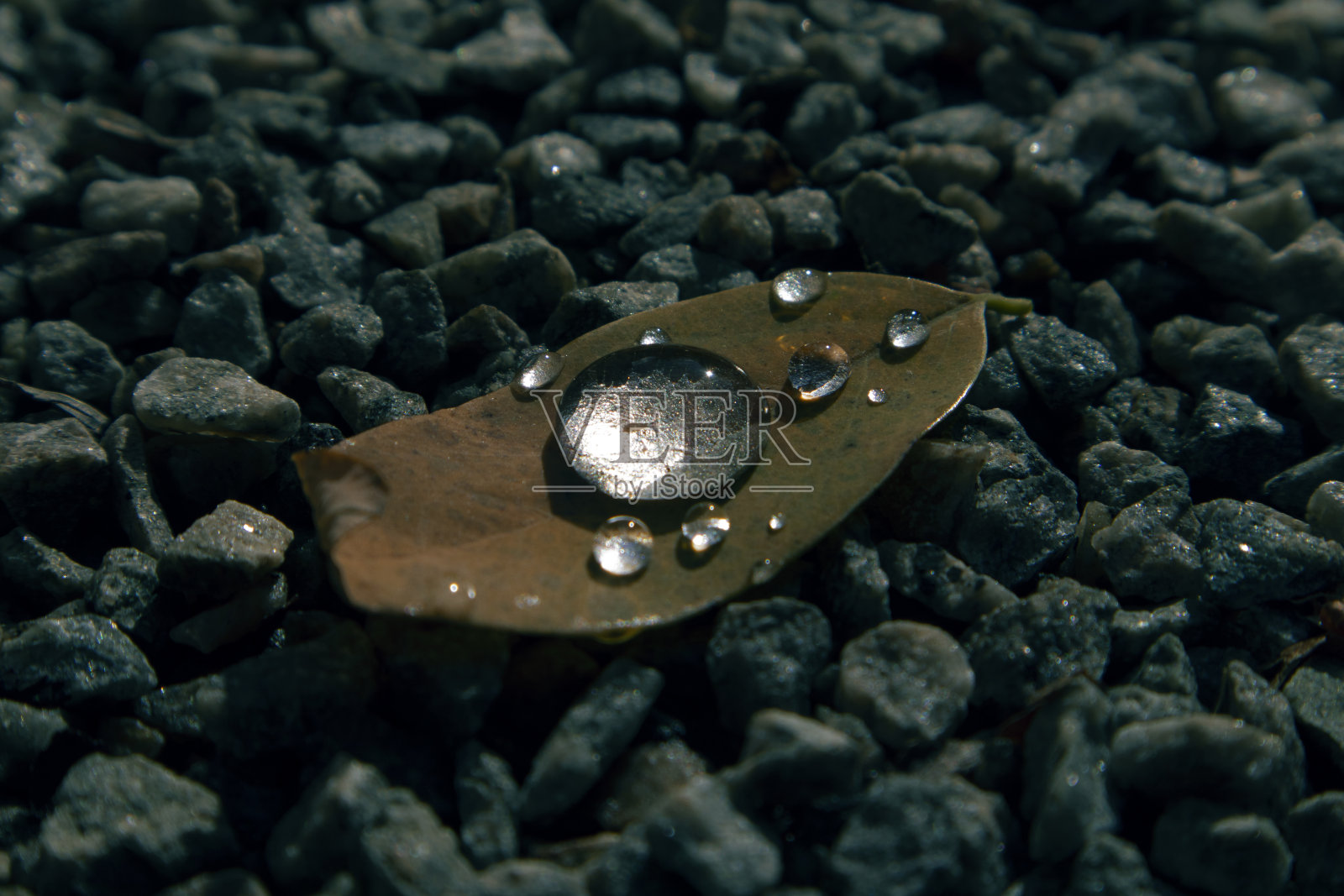 带雨滴的叶子照片摄影图片