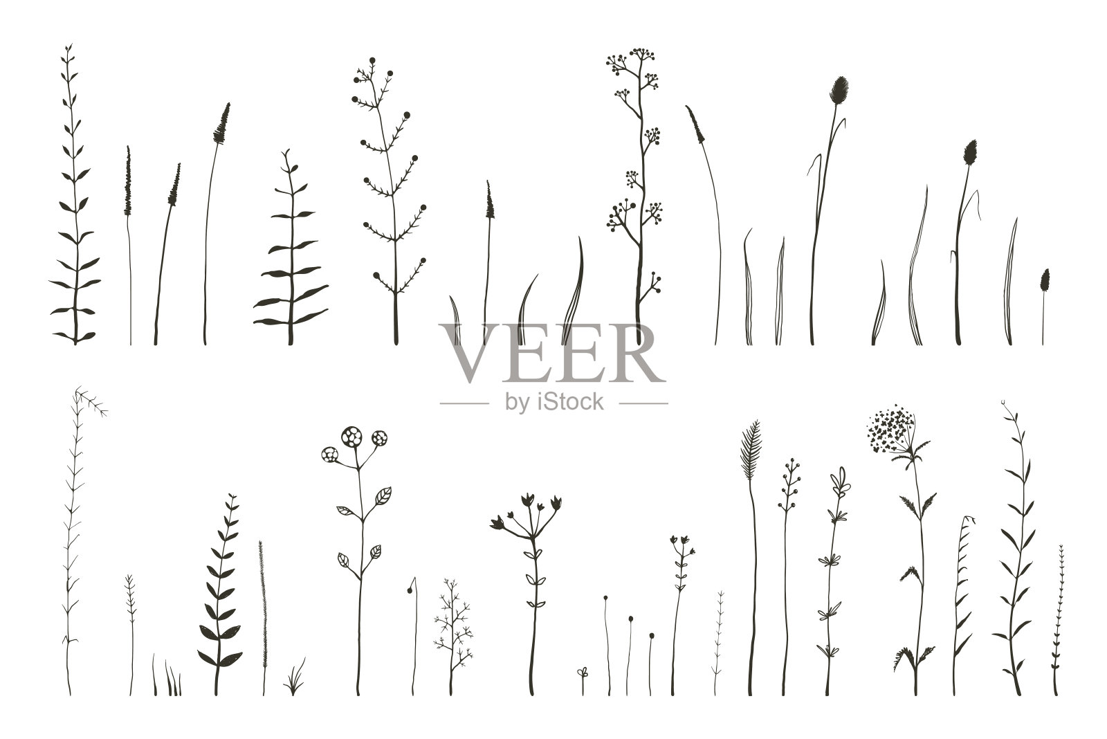 野生草和草药单色植物画笔收集插画。田野和草地装饰元素。插画图片素材