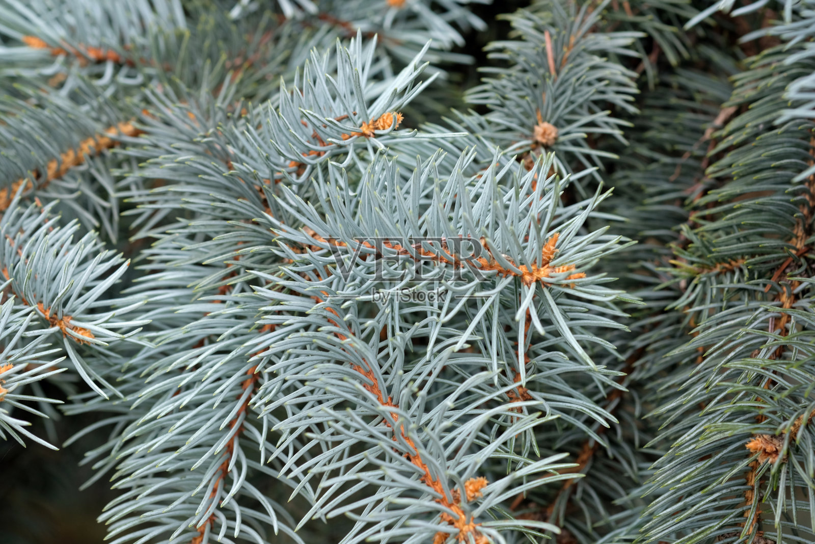 蓝色云杉的树枝特写。照片摄影图片