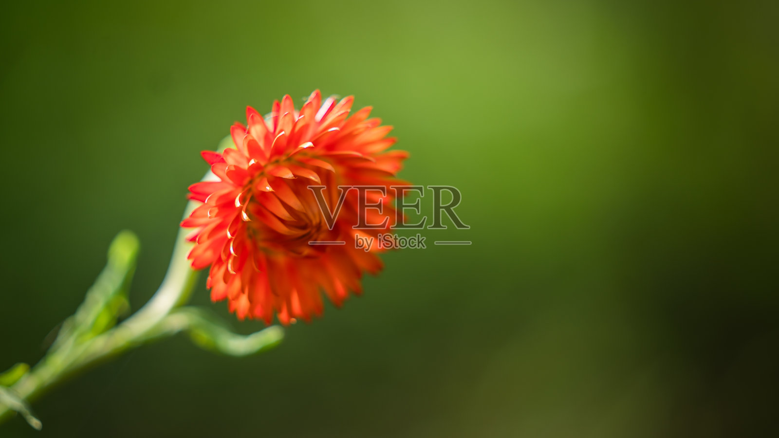 花的照片照片摄影图片