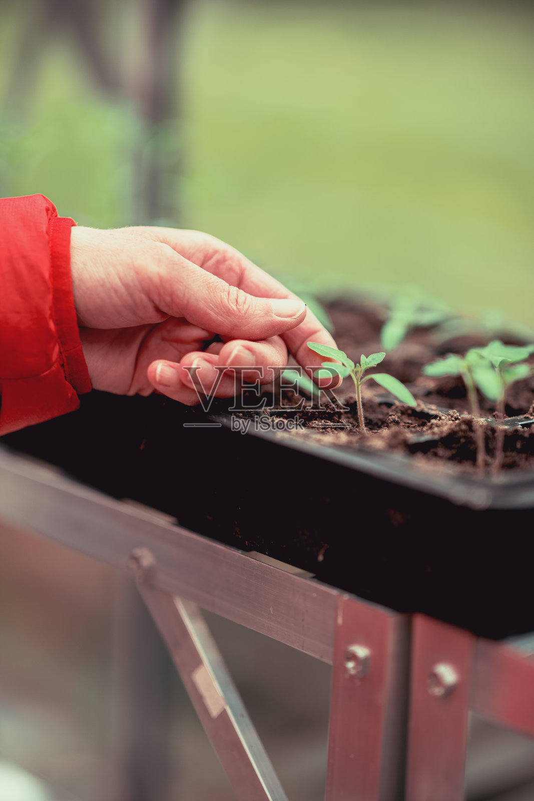 妇女正在检查她新移植的秧苗照片摄影图片