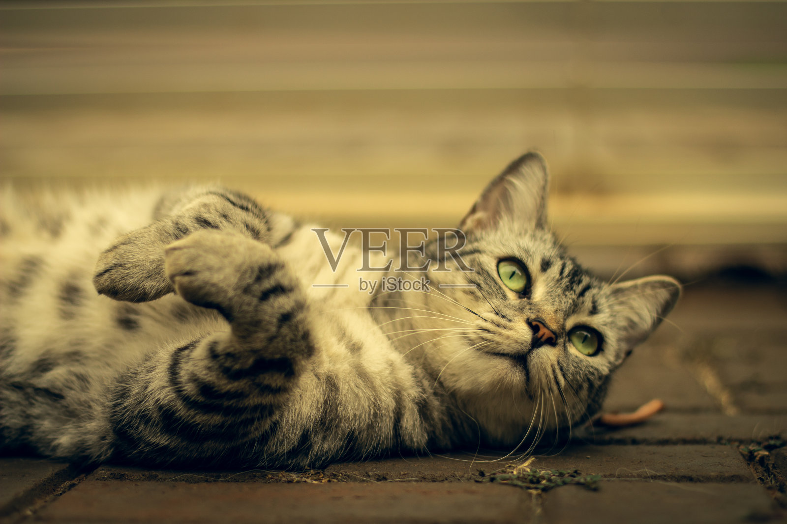 美丽的虎斑猫摆姿势拍照。照片摄影图片