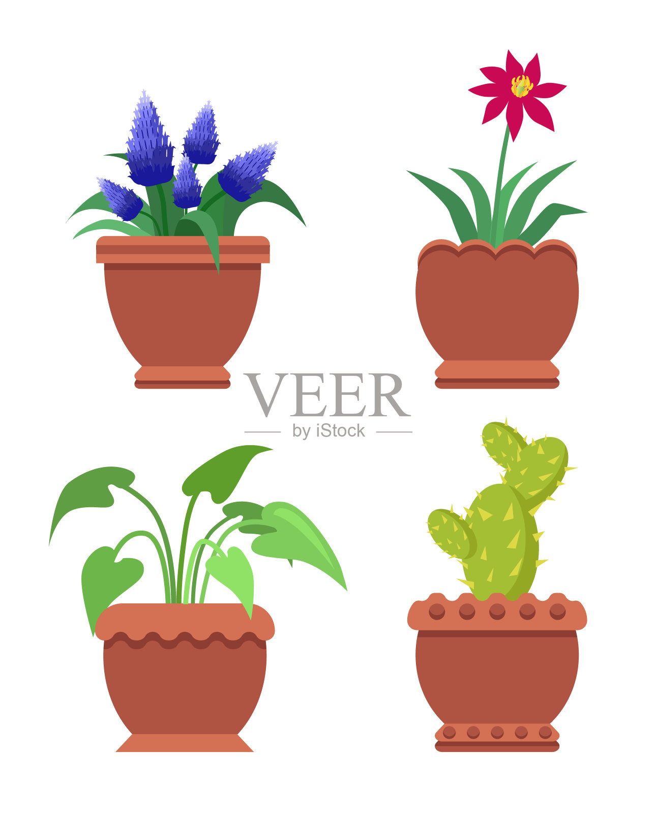 骑士星麝香花矢量插图设计元素图片