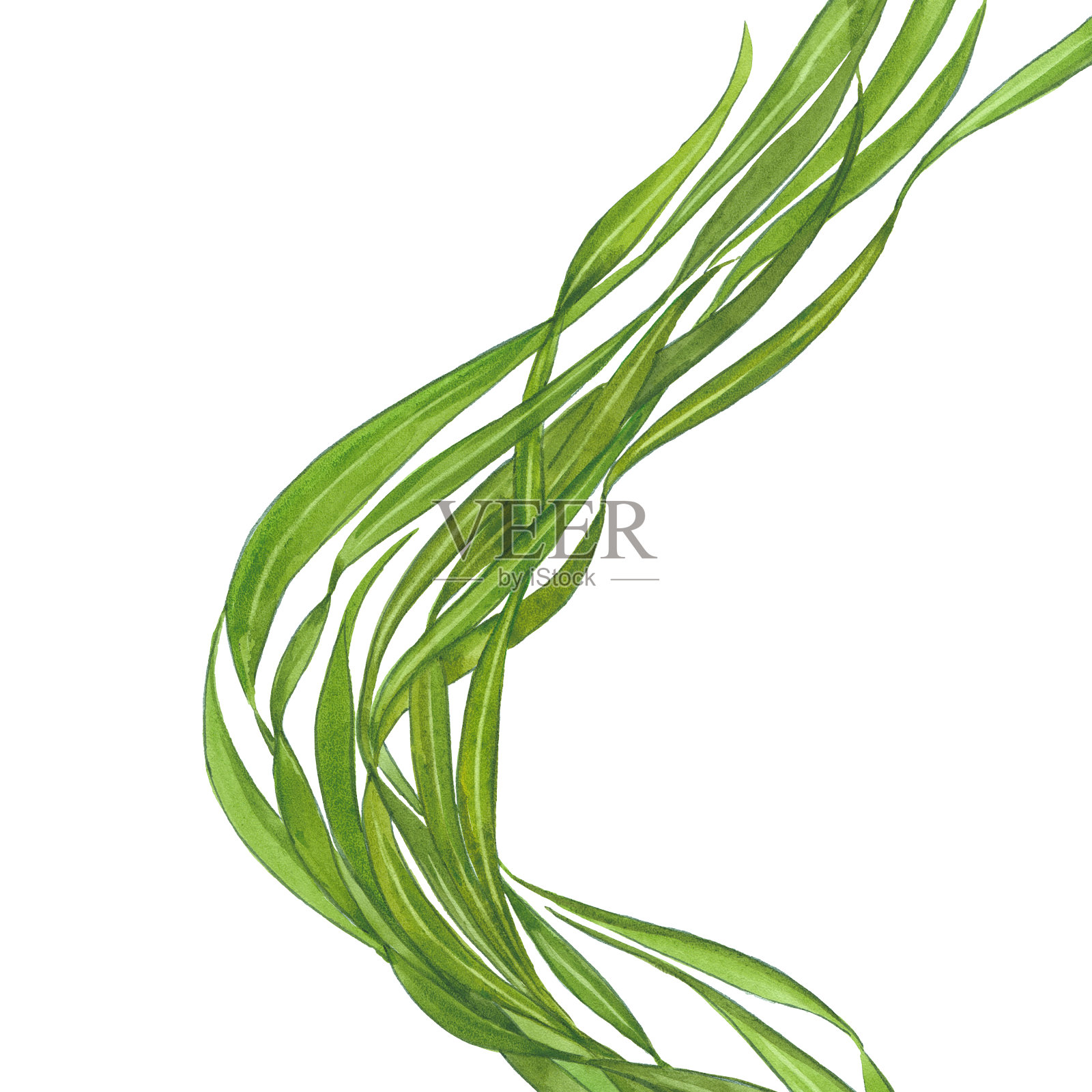 水彩绿海藻插画图片素材