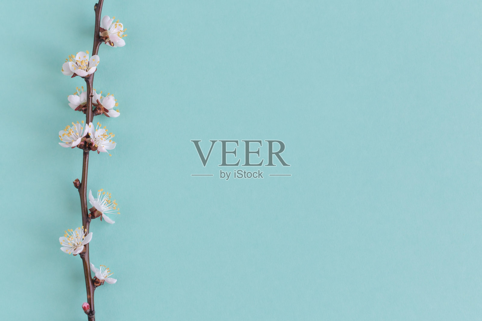 在淡绿色背景上的杏树花枝。最小的弹簧的概念。照片摄影图片