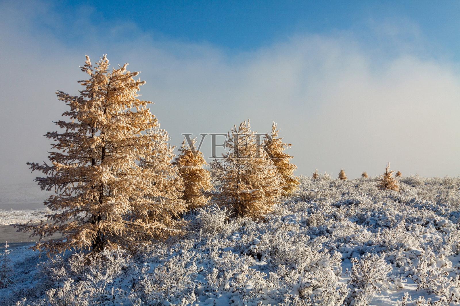 在西伯利亚山区，阳光明媚的早晨，雪中的黄色落叶松照片摄影图片