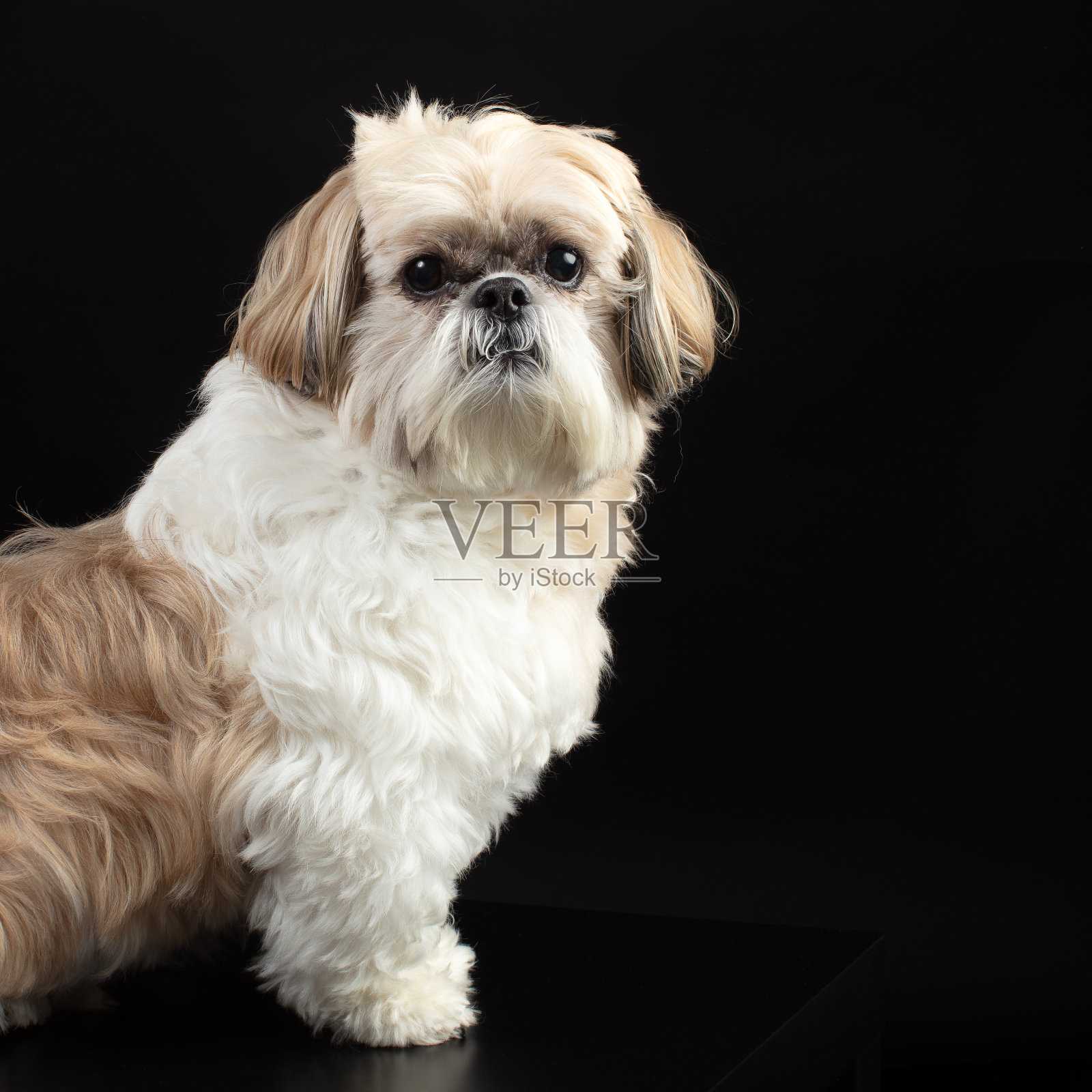 狮子狗的肖像照片摄影图片