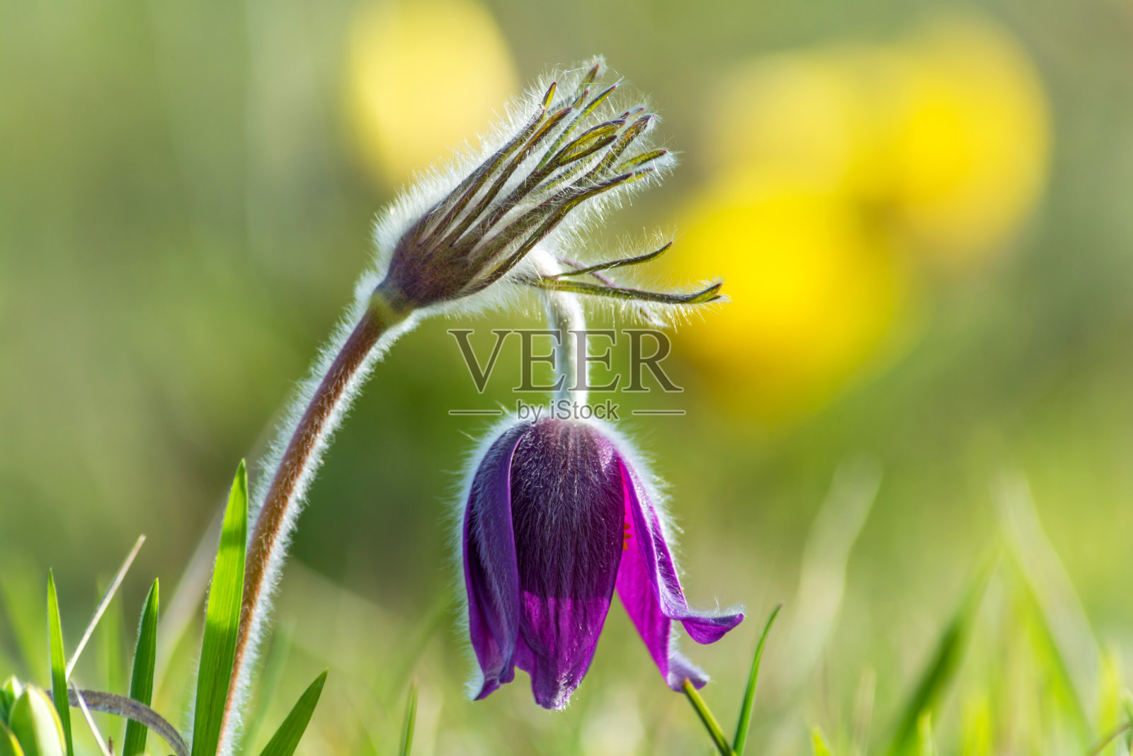 白头翁生长在草地上。美丽绽放的春花。照片摄影图片