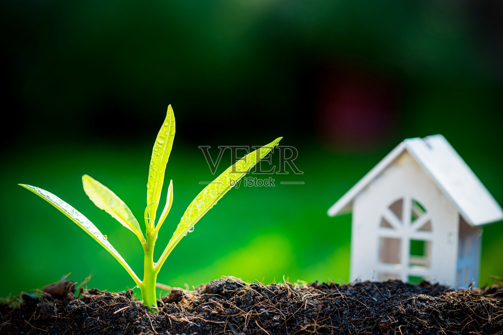 在土壤上生长的树苗，以自然为背景，以金钱、储蓄和投资或计划生育的理念，模糊房屋模型照片摄影图片
