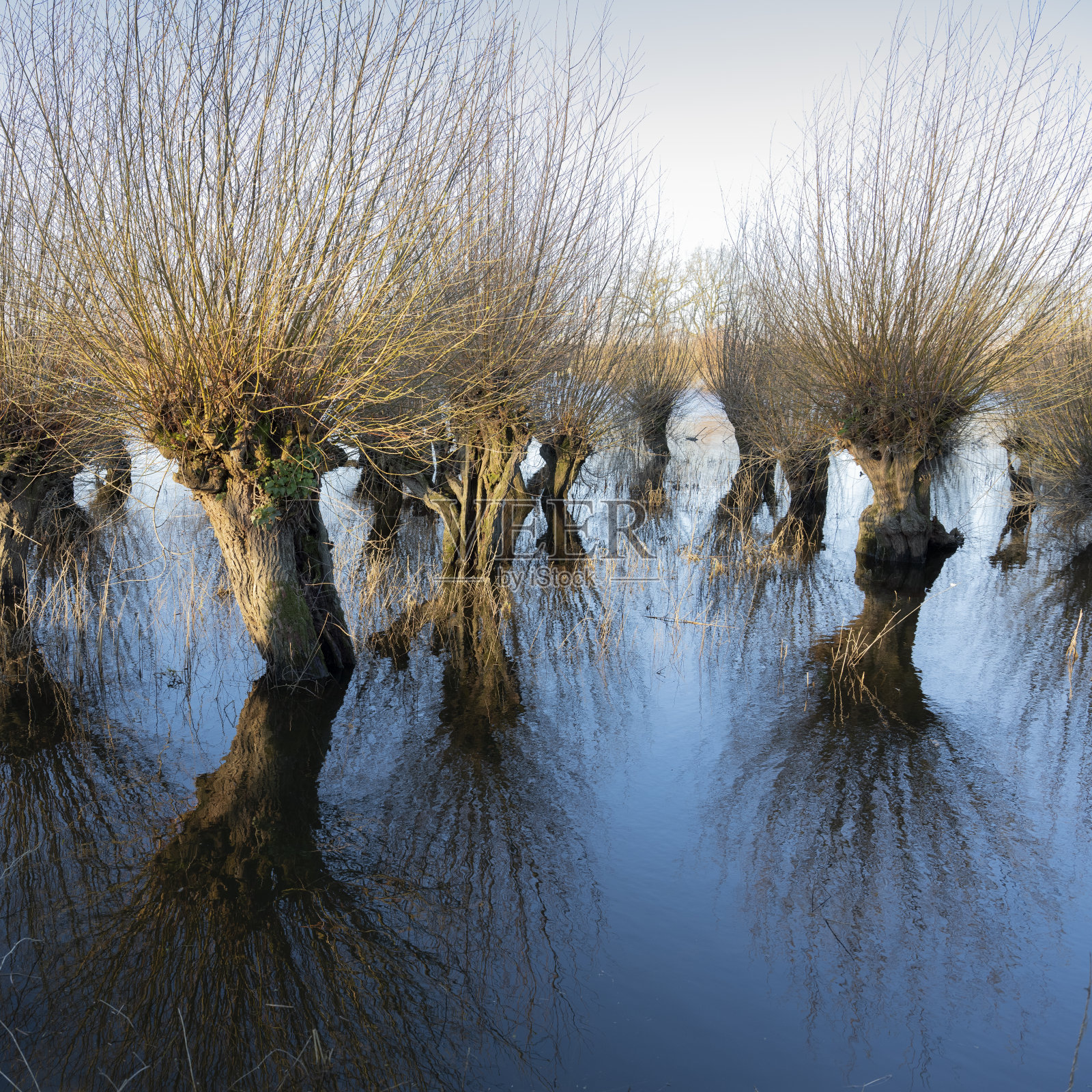 荷兰瓦尔河泛滥平原上的柳树，在冬日日出的温暖清晨的阳光下照片摄影图片