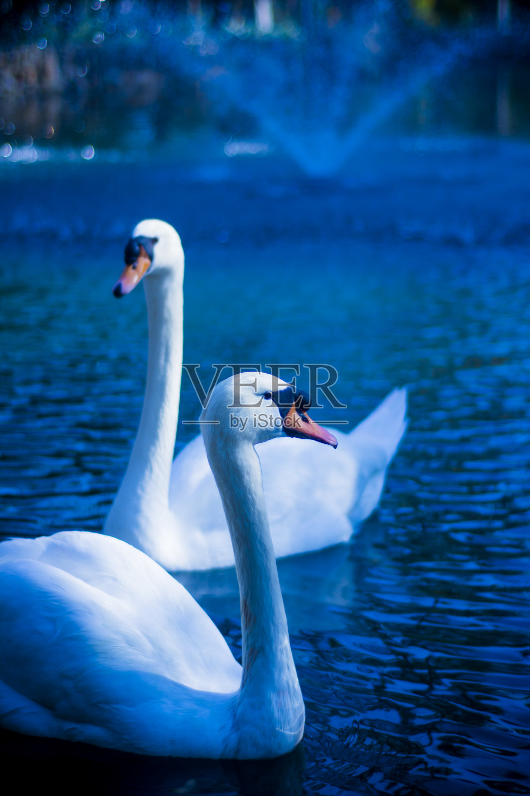 夜晚湖面上美丽的白天鹅照片摄影图片