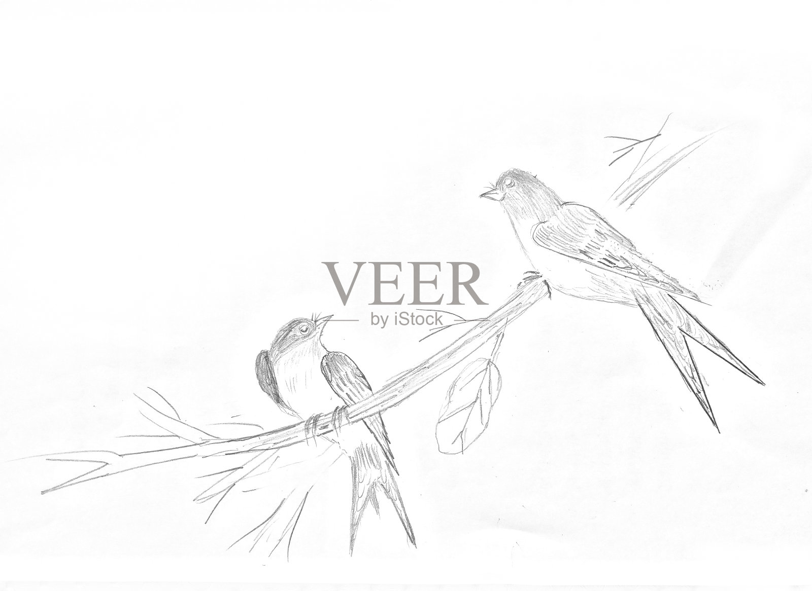 手绘鸟类素描插画图片素材