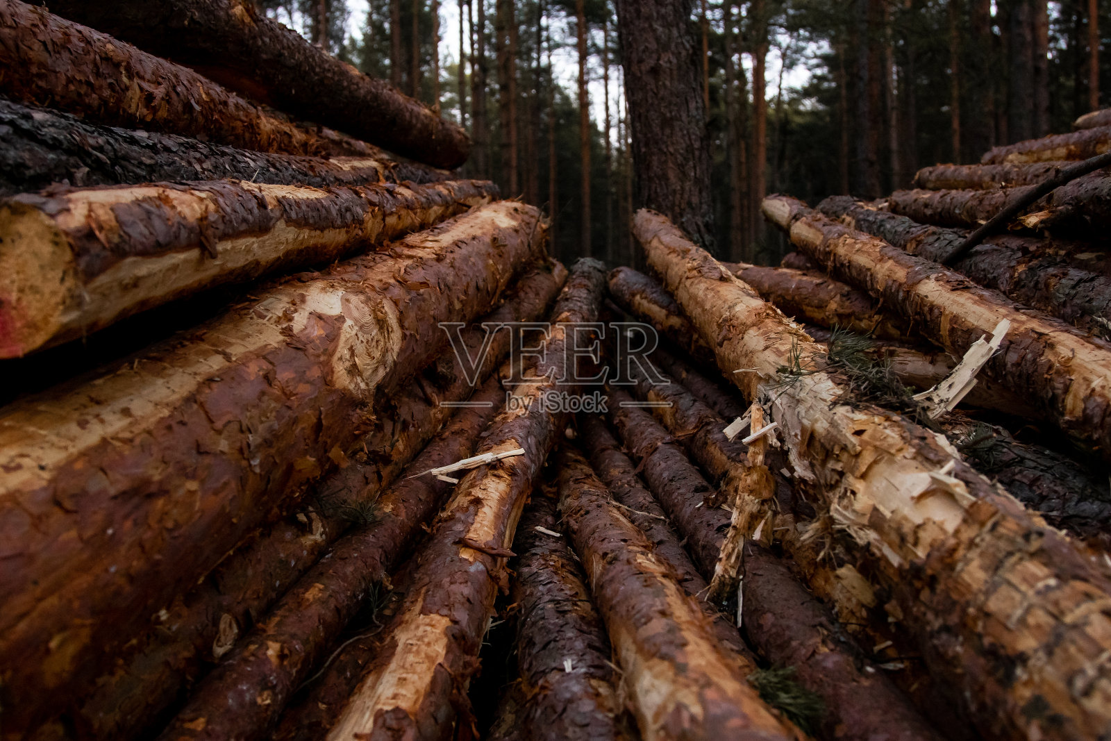 松木-砍伐森林照片摄影图片