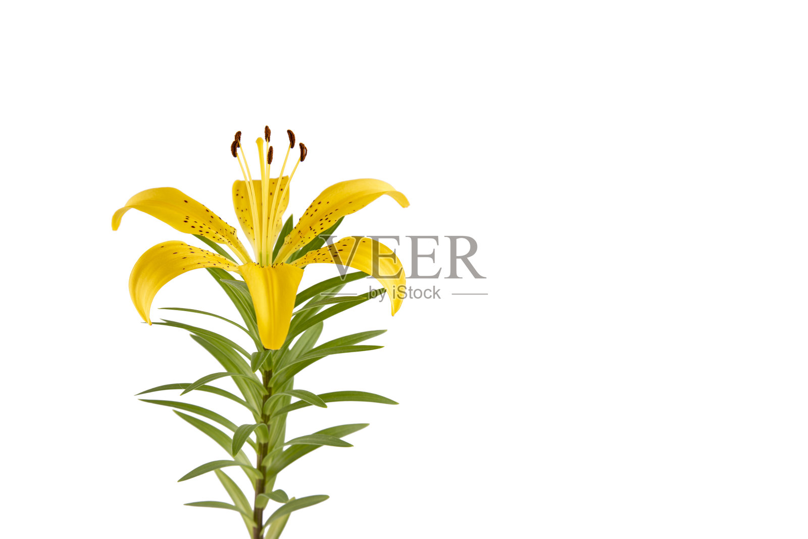 黄色百合花孤立在白色背景上照片摄影图片