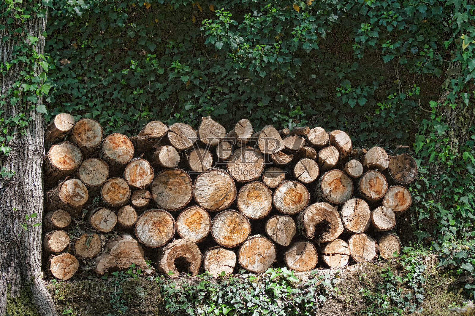 柴火准备迎接寒冷的冬天照片摄影图片