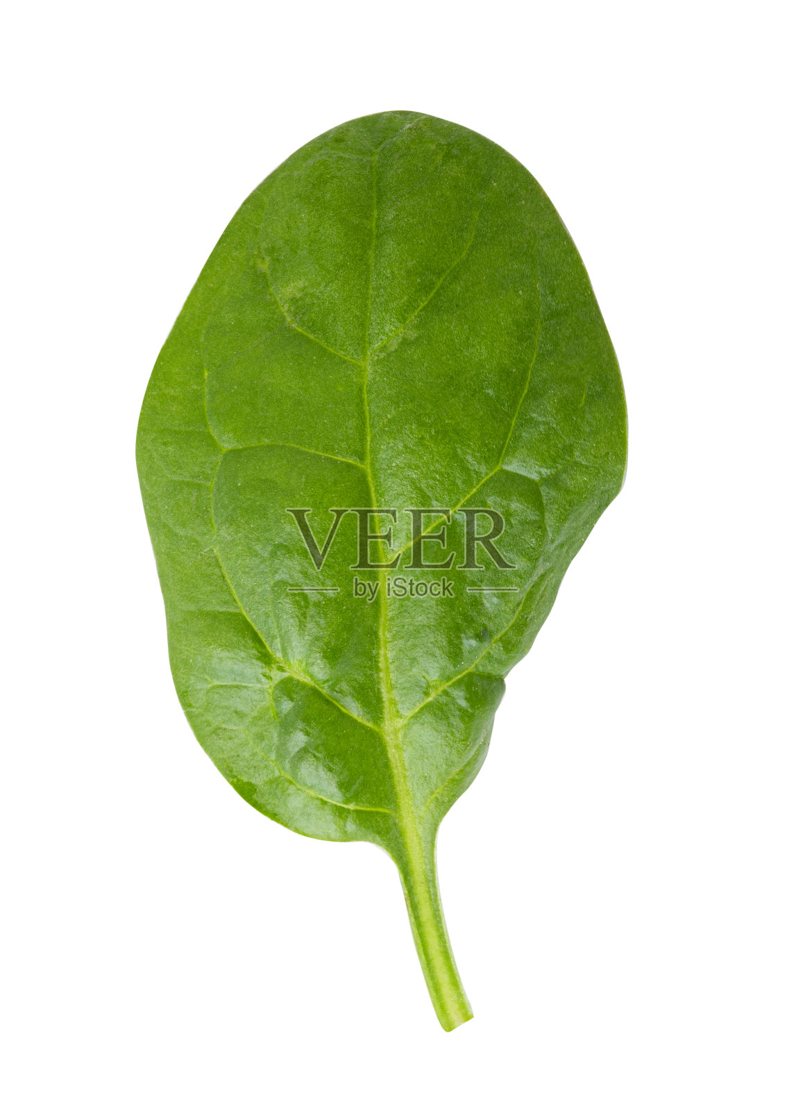 白色背景上分离出的新鲜绿色菠菜照片摄影图片
