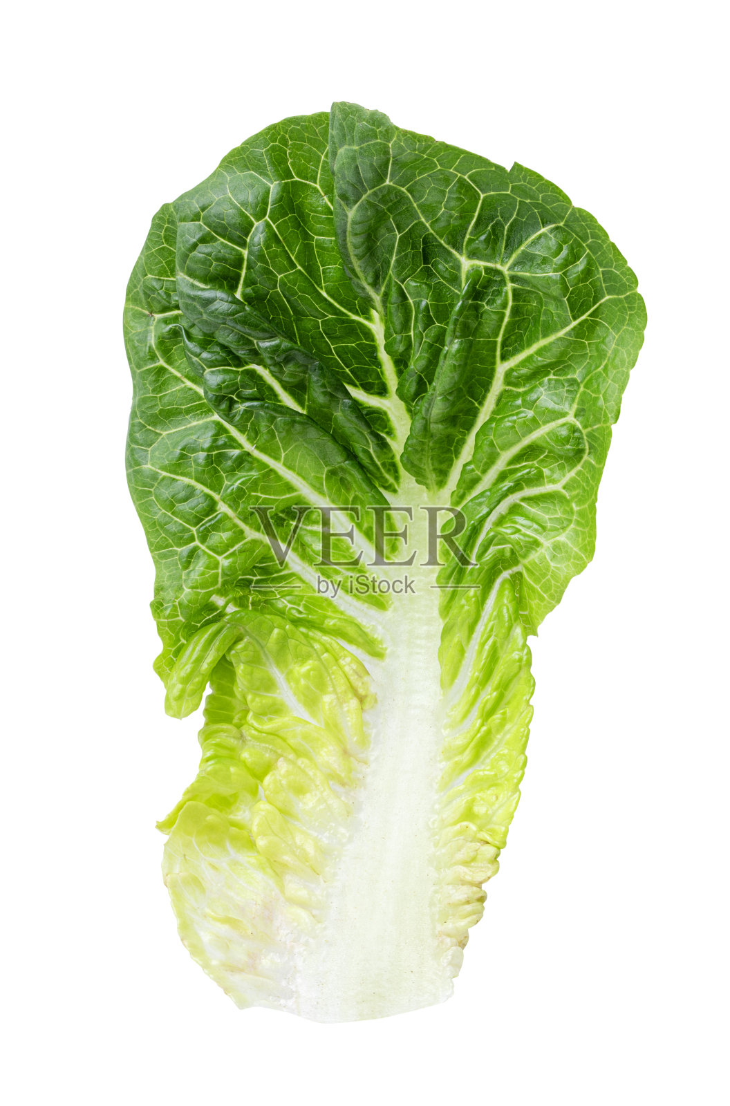 孤立在白色背景上的绿色莴苣卷心菜照片摄影图片