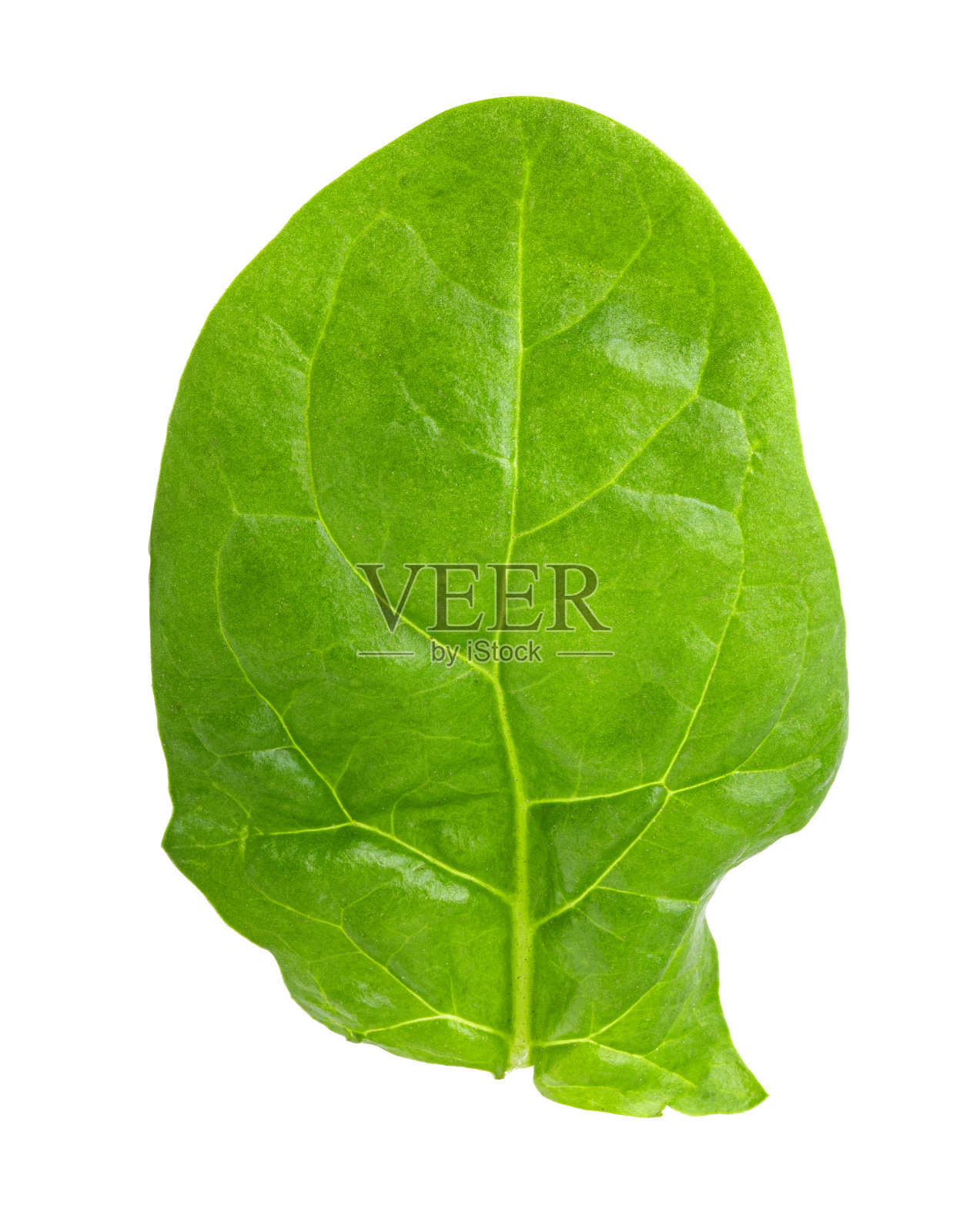 白色背景上分离出的新鲜绿色菠菜照片摄影图片