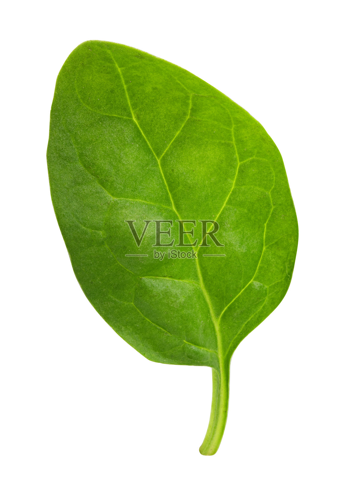 白色背景上分离出的新鲜绿色菠菜照片摄影图片