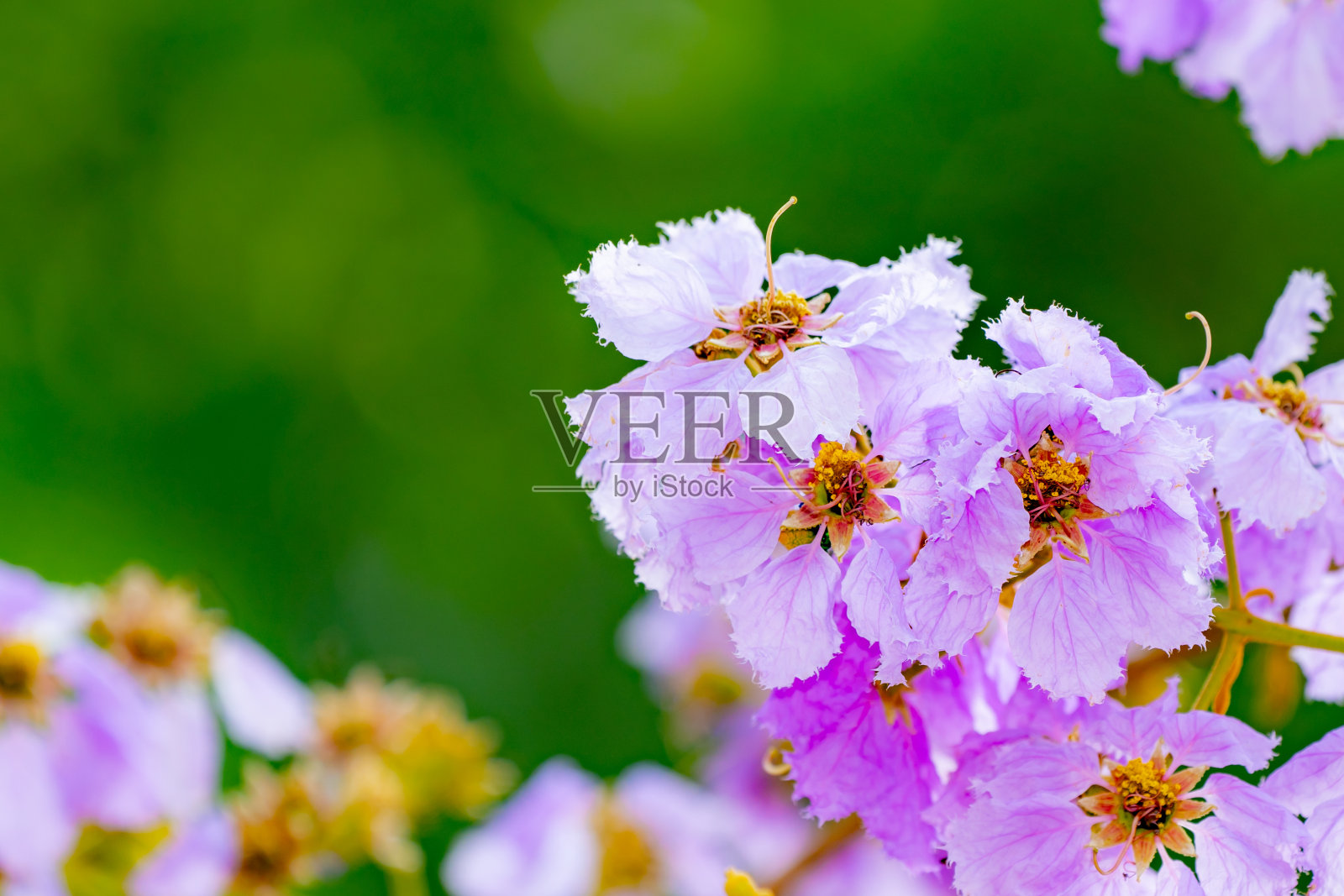 开花紫薇，美丽的紫色花束树，百合科开花植物种照片摄影图片