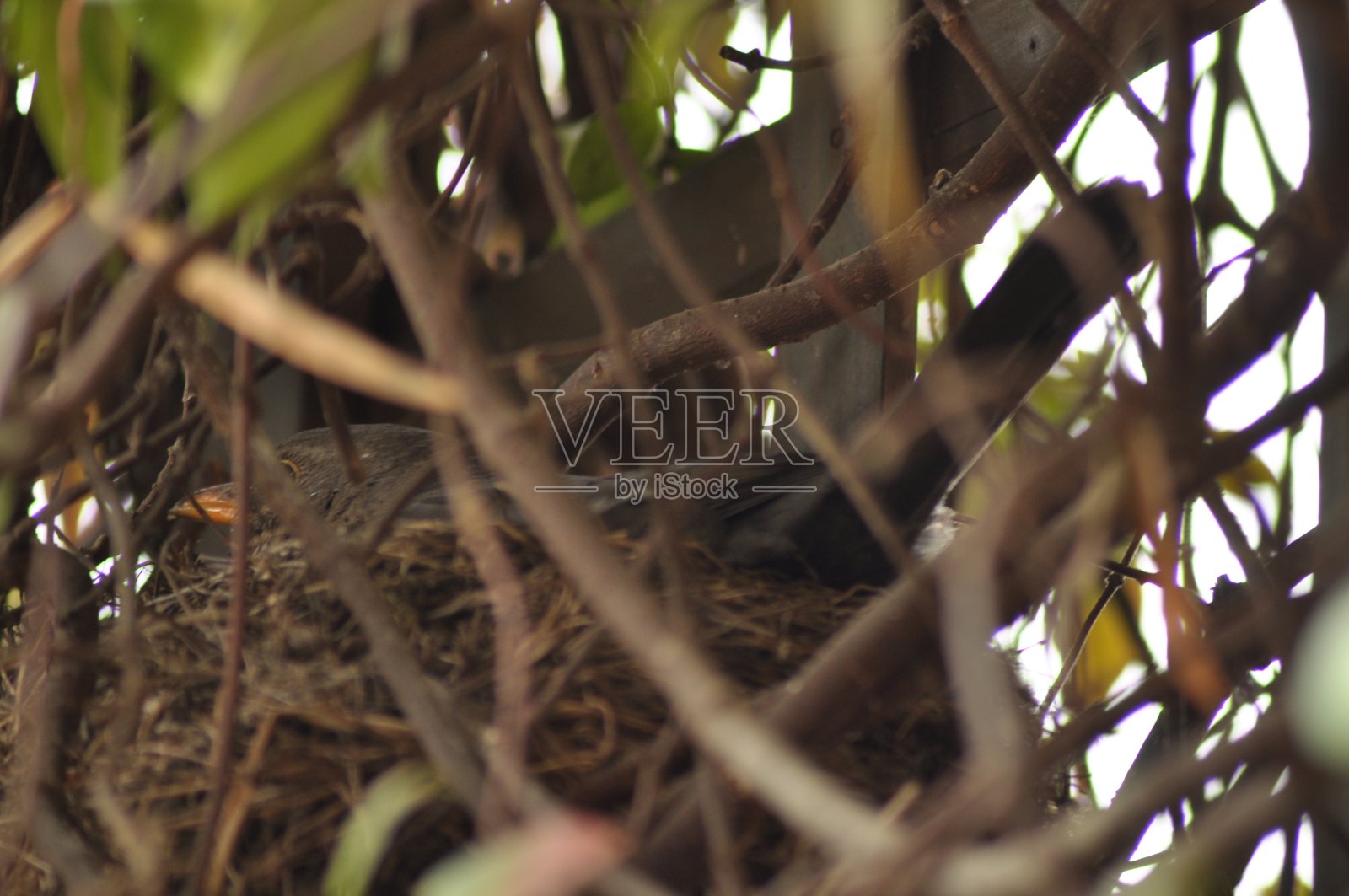 煮黑鸟4 (ml)照片摄影图片