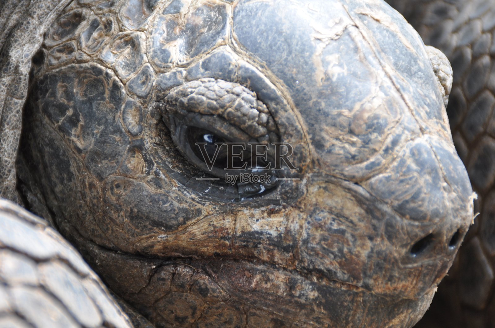毛里求斯的动物照片摄影图片